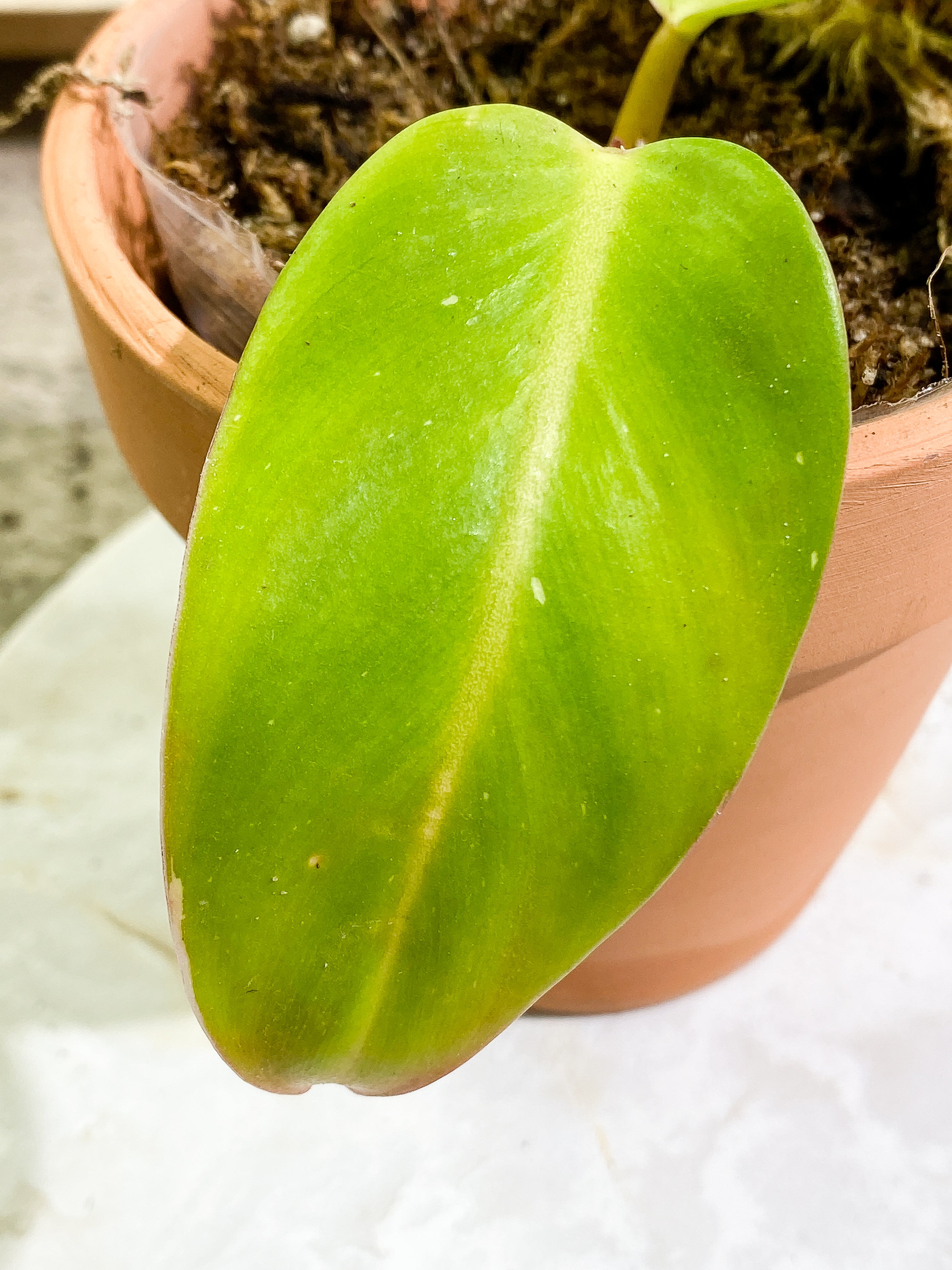 Free for orders over $400 Philodendron White Princess tricolor 2 leaves Rooting
