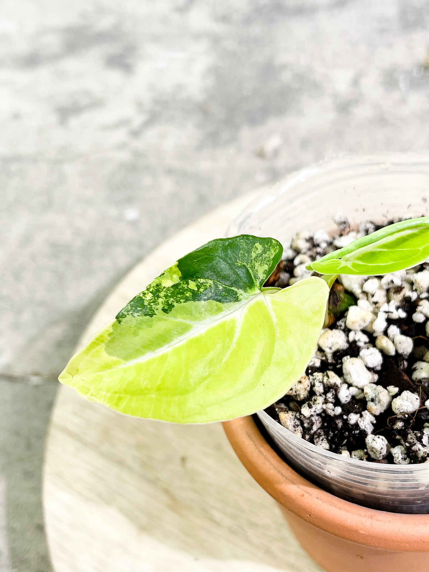Syngonium Aurea, 3 leaves, rooted.