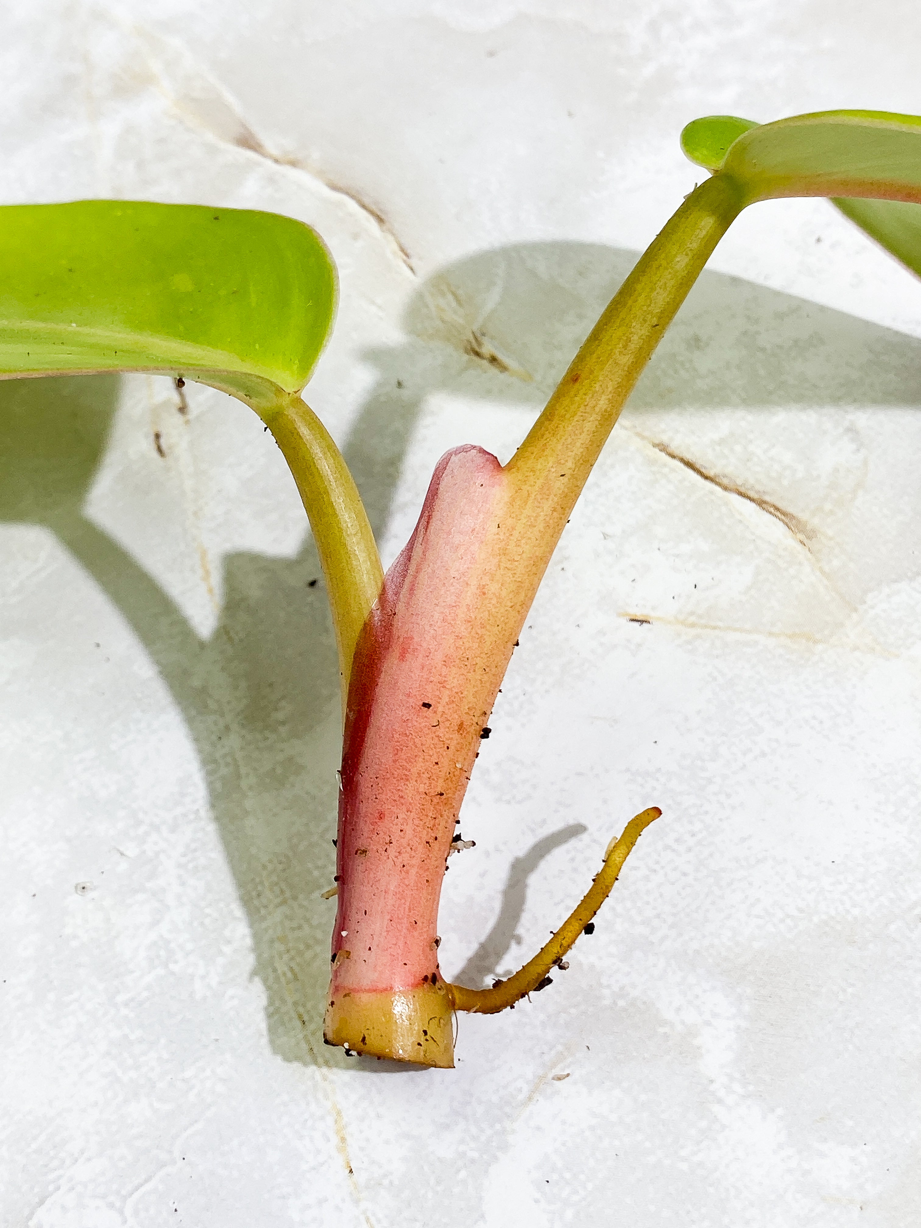Free for orders over $400 Philodendron White Princess tricolor 2 leaves Rooting
