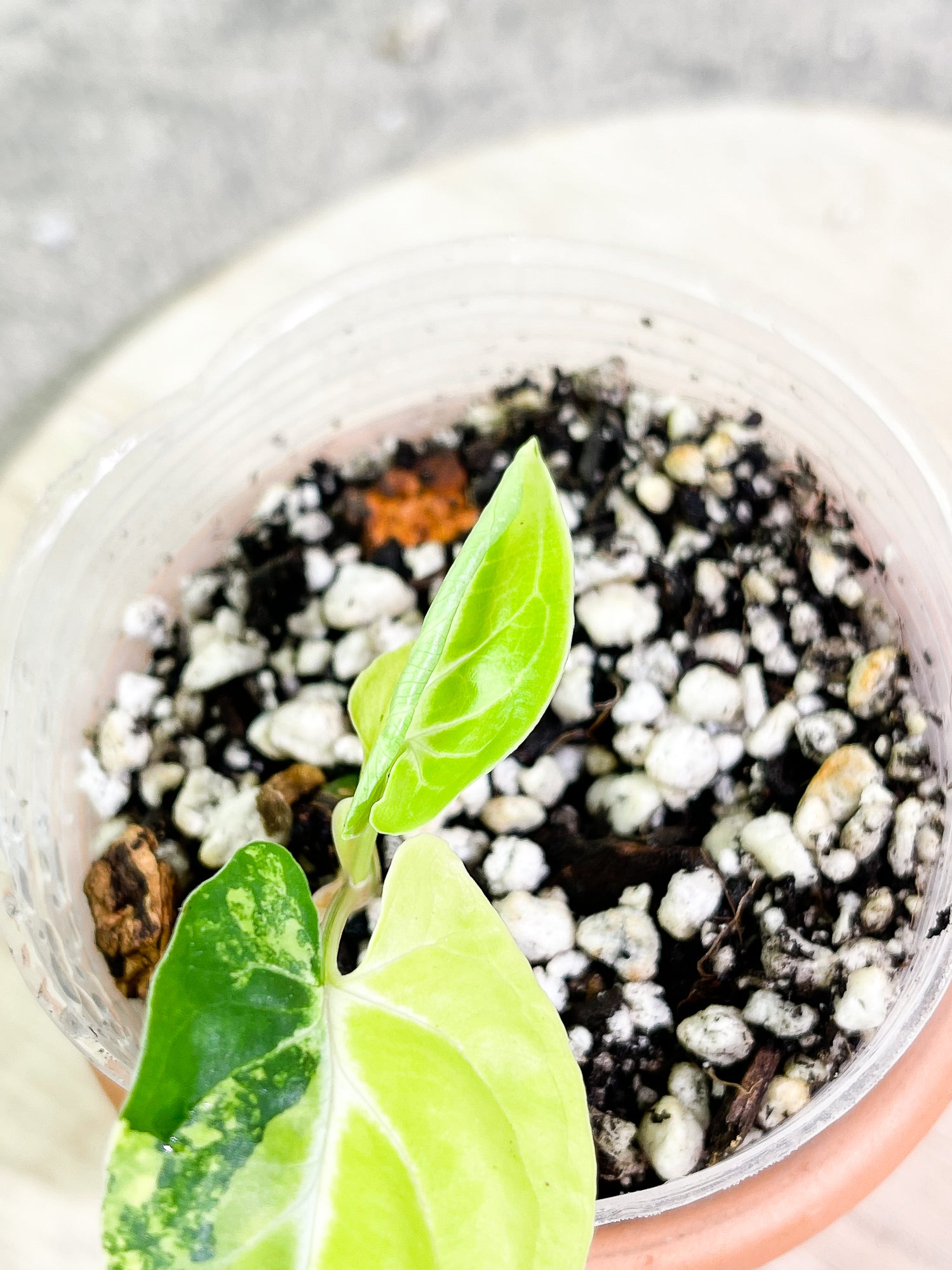 Syngonium Aurea, 3 leaves, rooted.