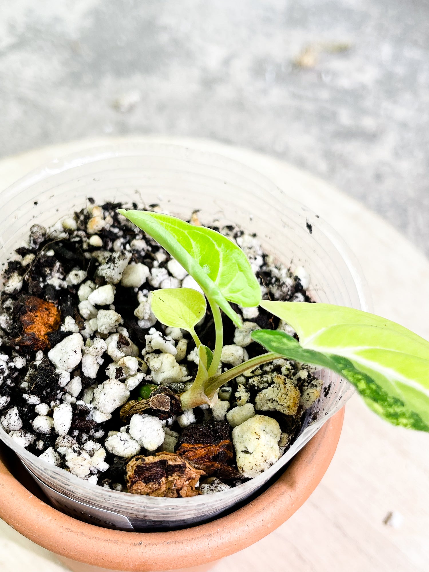 Syngonium Aurea, 3 leaves, rooted.