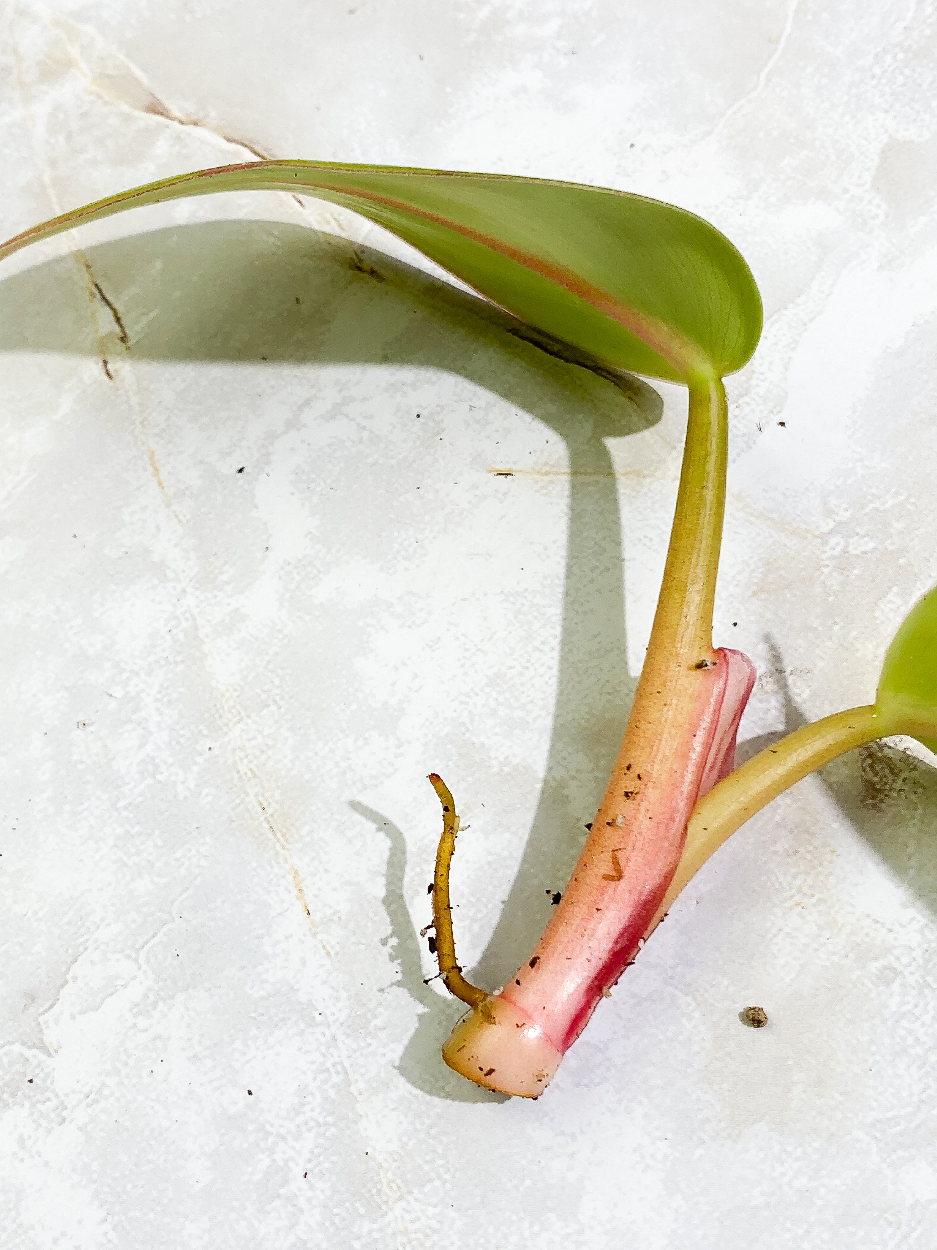 Free for orders over $400 Philodendron White Princess tricolor 2 leaves Rooting