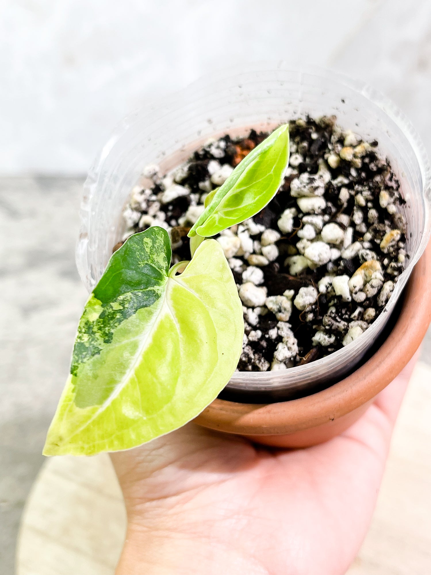 Syngonium Aurea, 3 leaves, rooted.