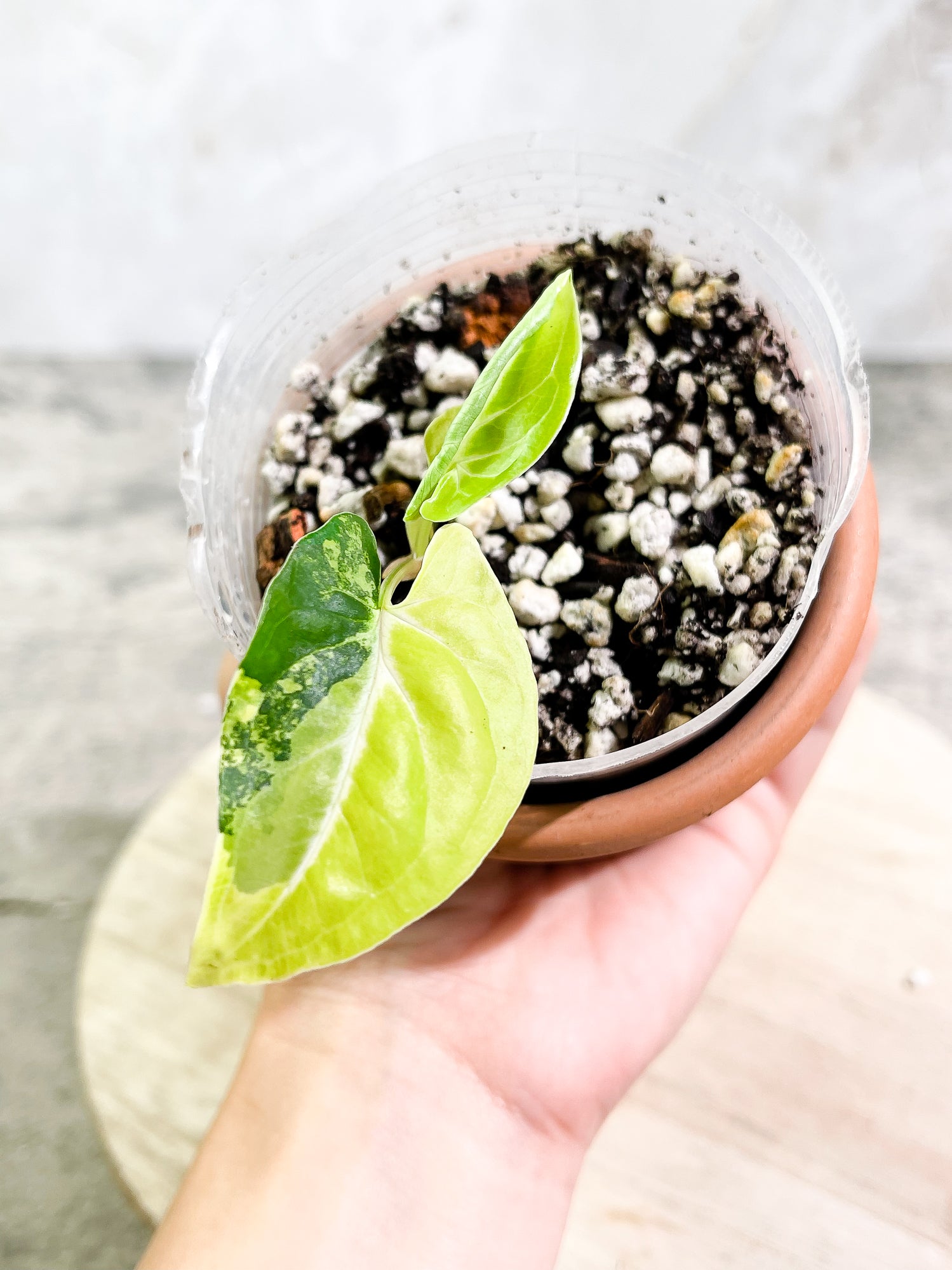 Syngonium Aurea, 3 leaves, rooted.