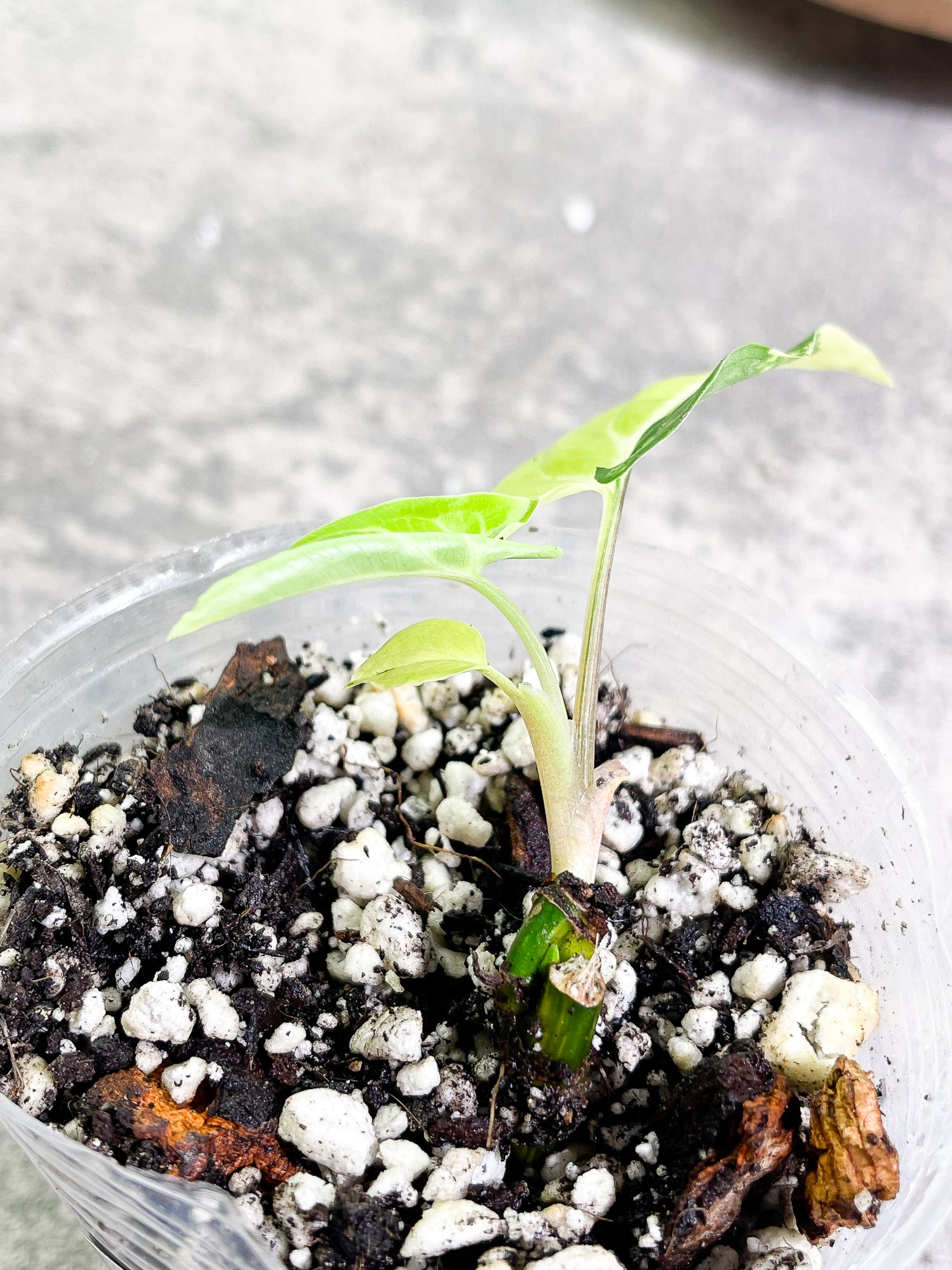 Syngonium Aurea, 3 leaves, rooted.