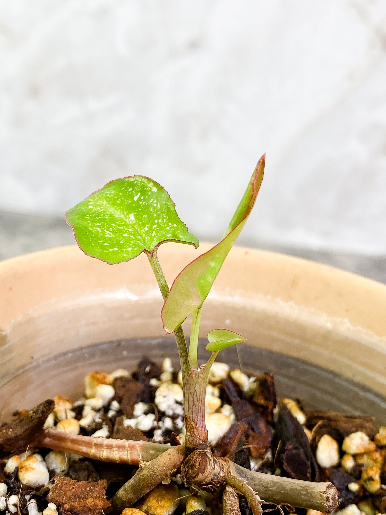Syngonium Red Spot Tricolor 3 leaves slightly rooted