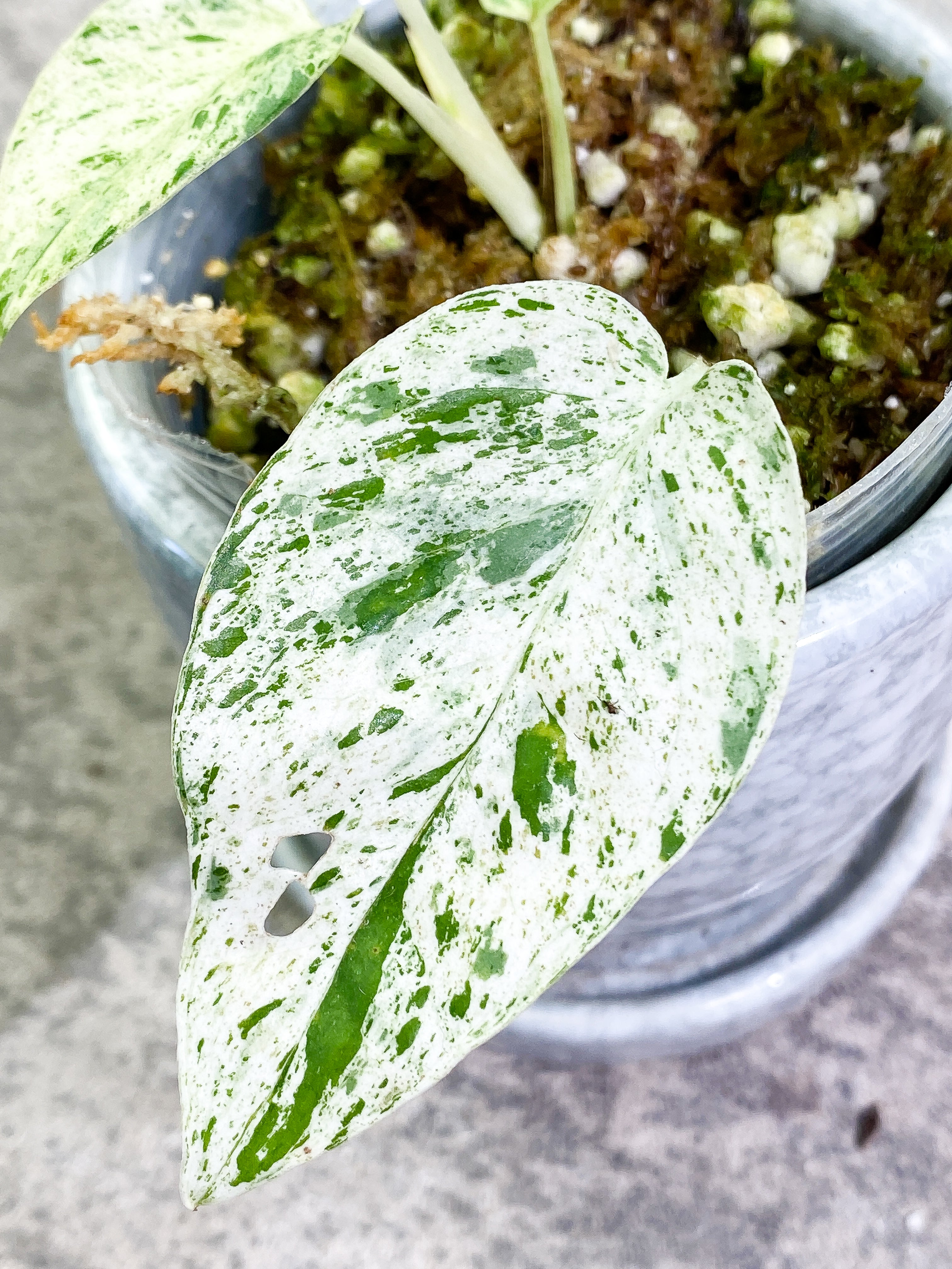 Epipremnum Pinnatum Marble 4 leaves slightly rooted