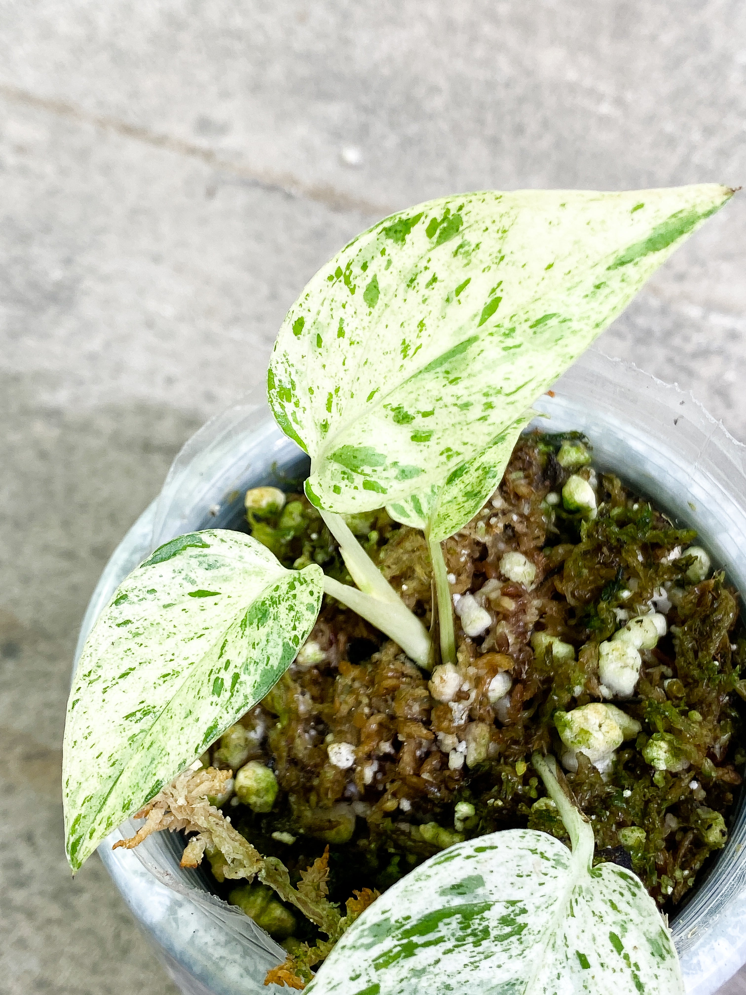 Epipremnum Pinnatum Marble 4 leaves slightly rooted