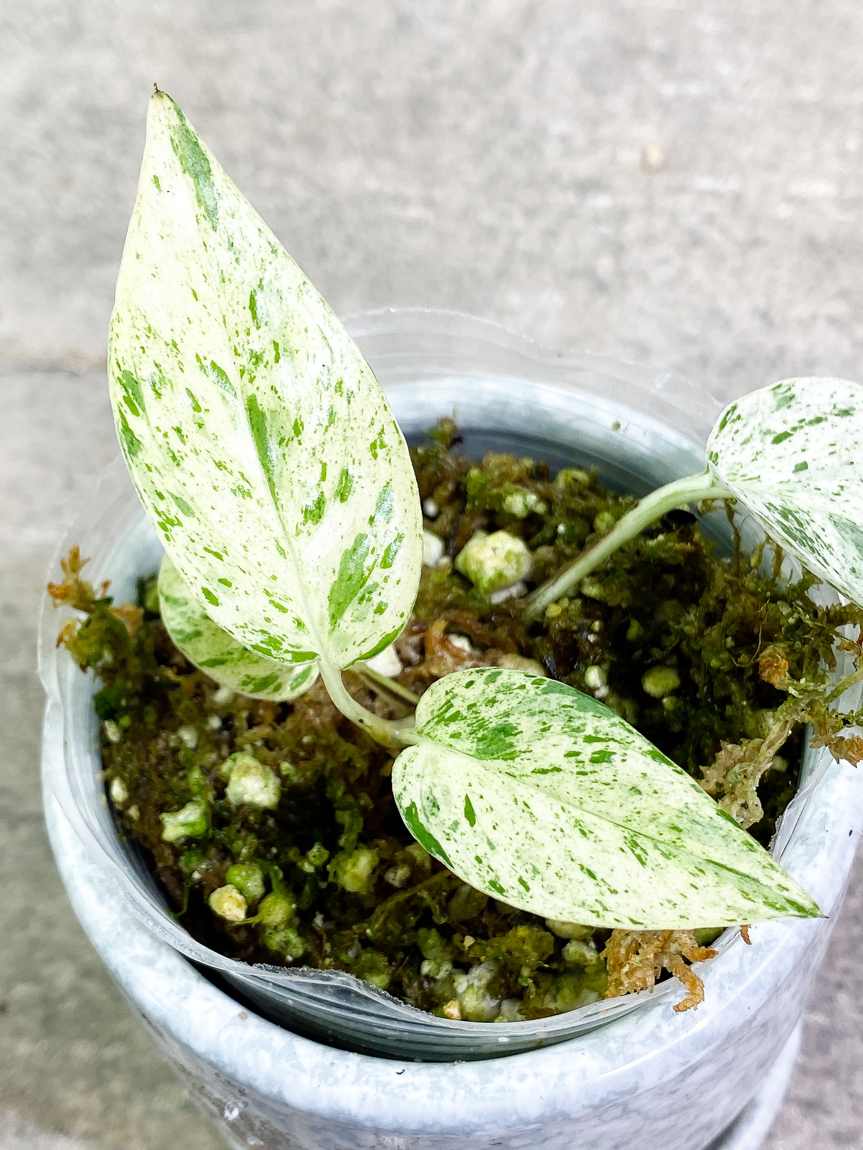 Epipremnum Pinnatum Marble 4 leaves slightly rooted