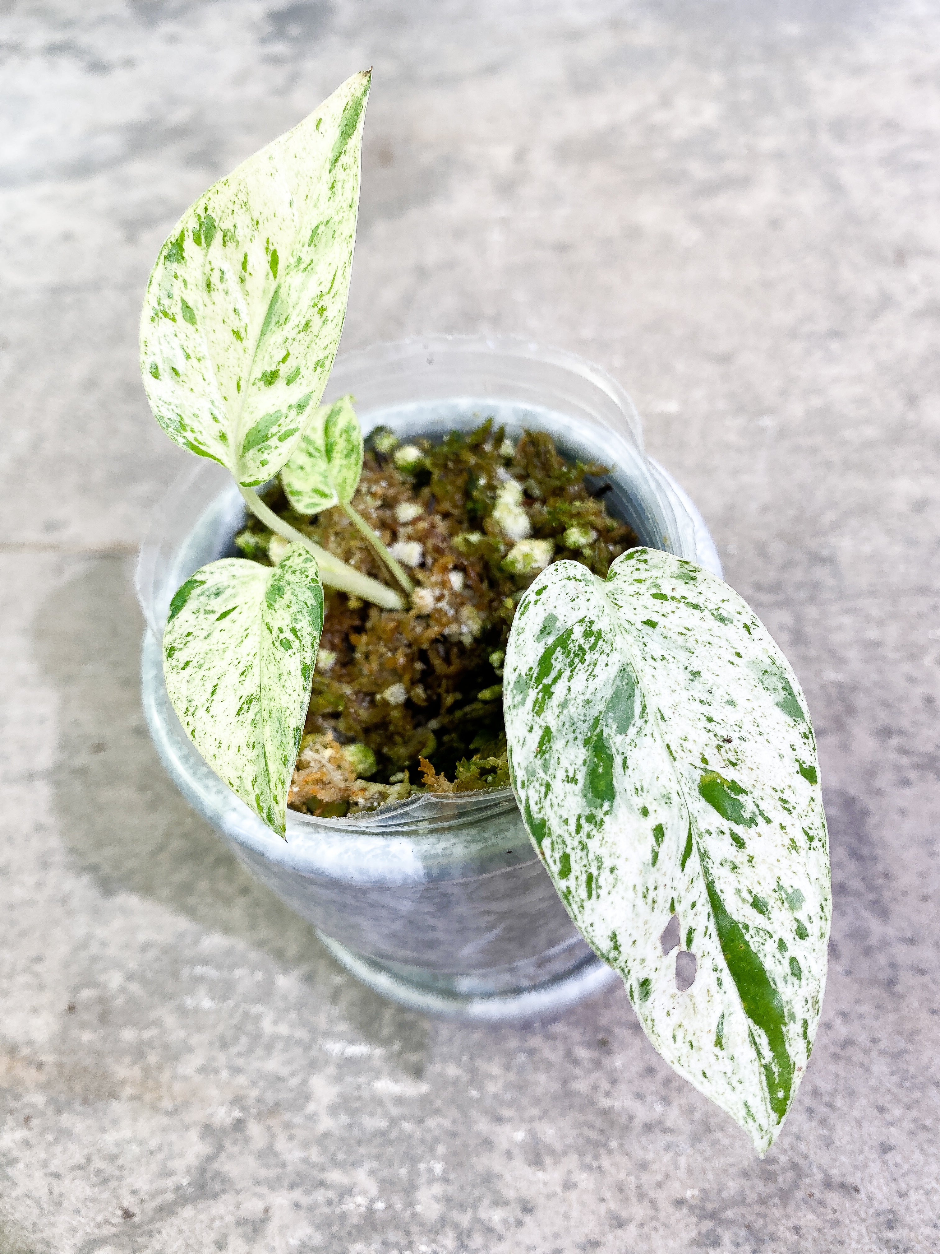 Epipremnum Pinnatum Marble 4 leaves slightly rooted