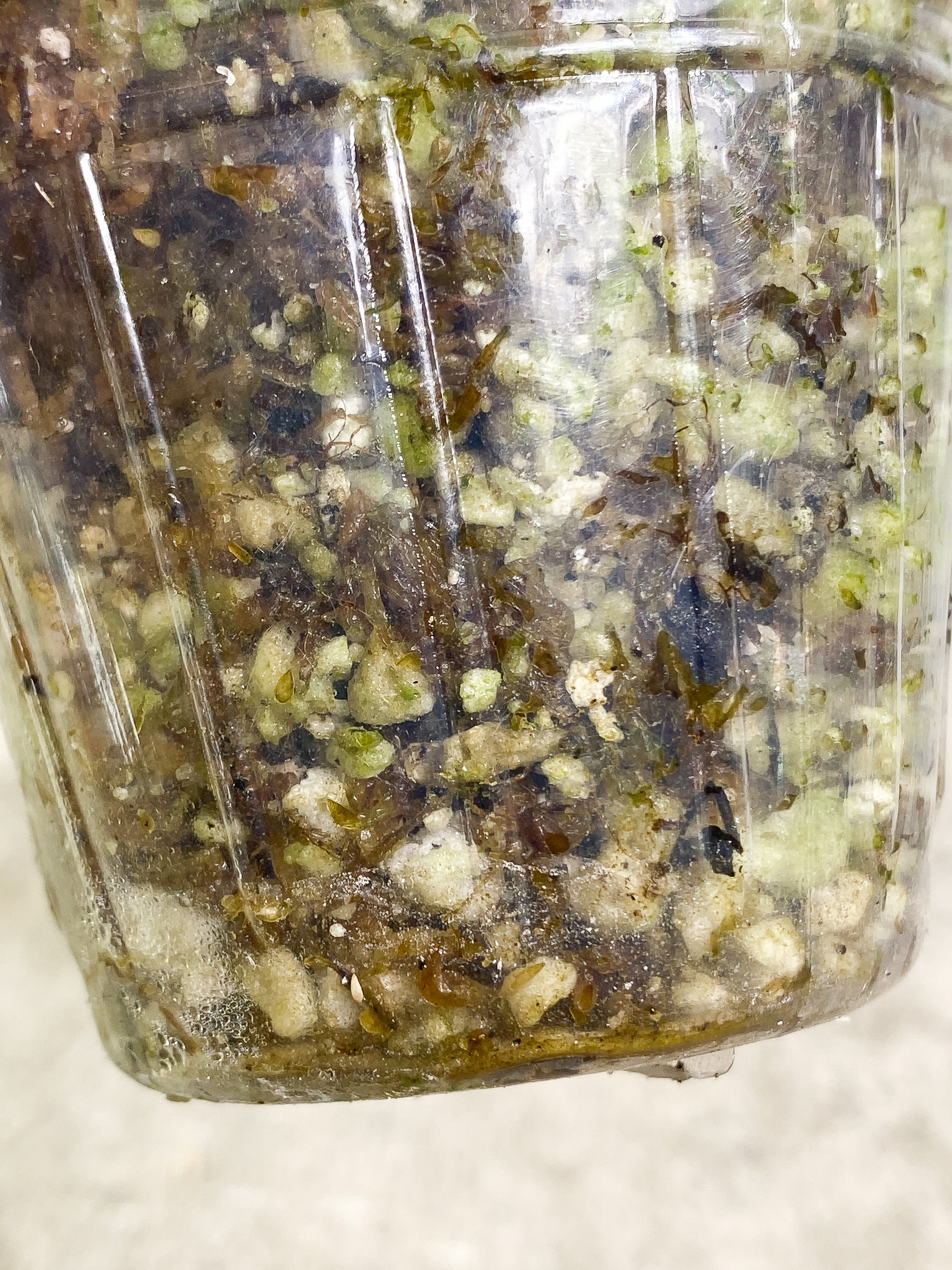 Epipremnum Pinnatum Marble 4 leaves slightly rooted
