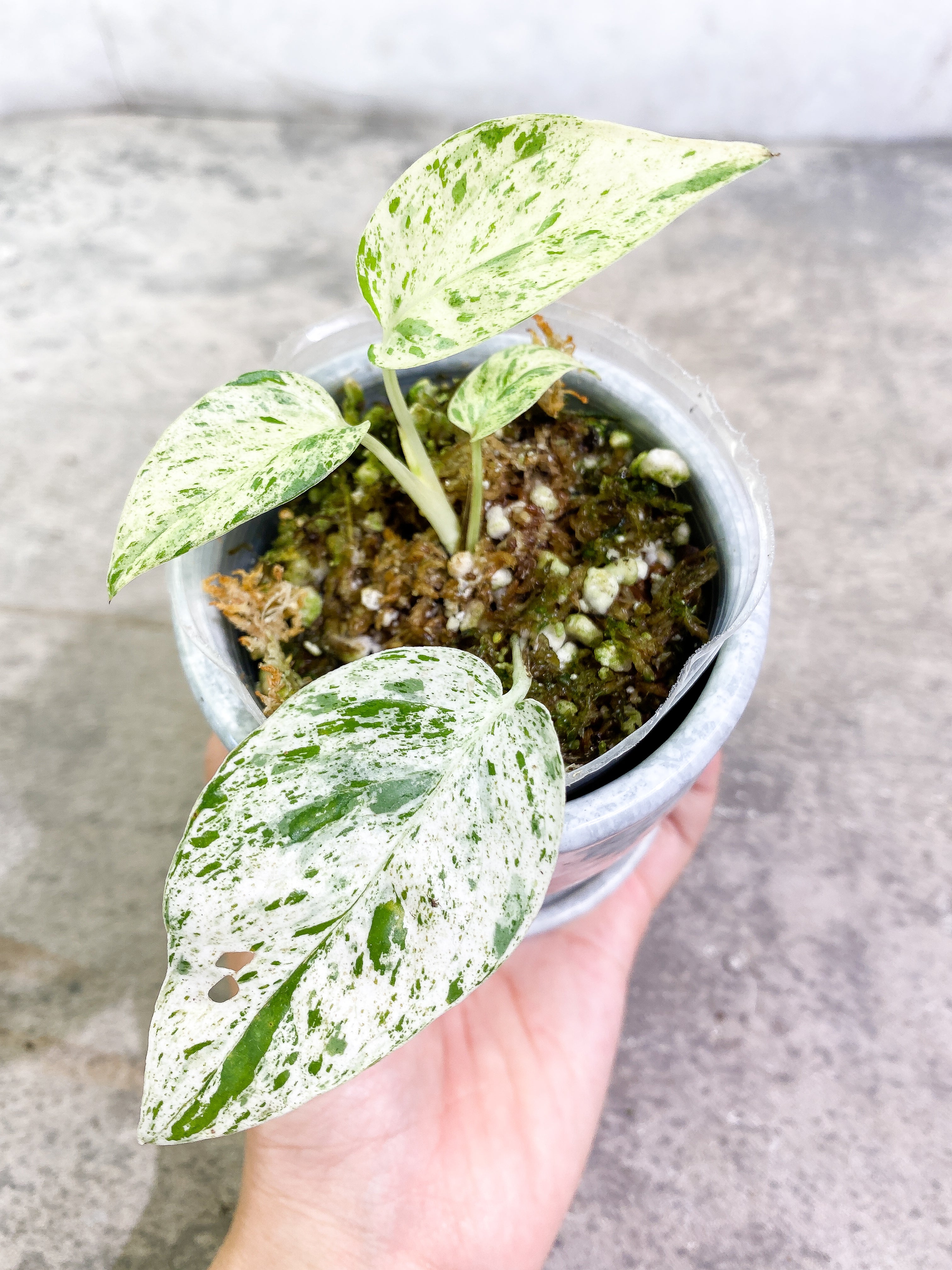 Epipremnum Pinnatum Marble 4 leaves slightly rooted