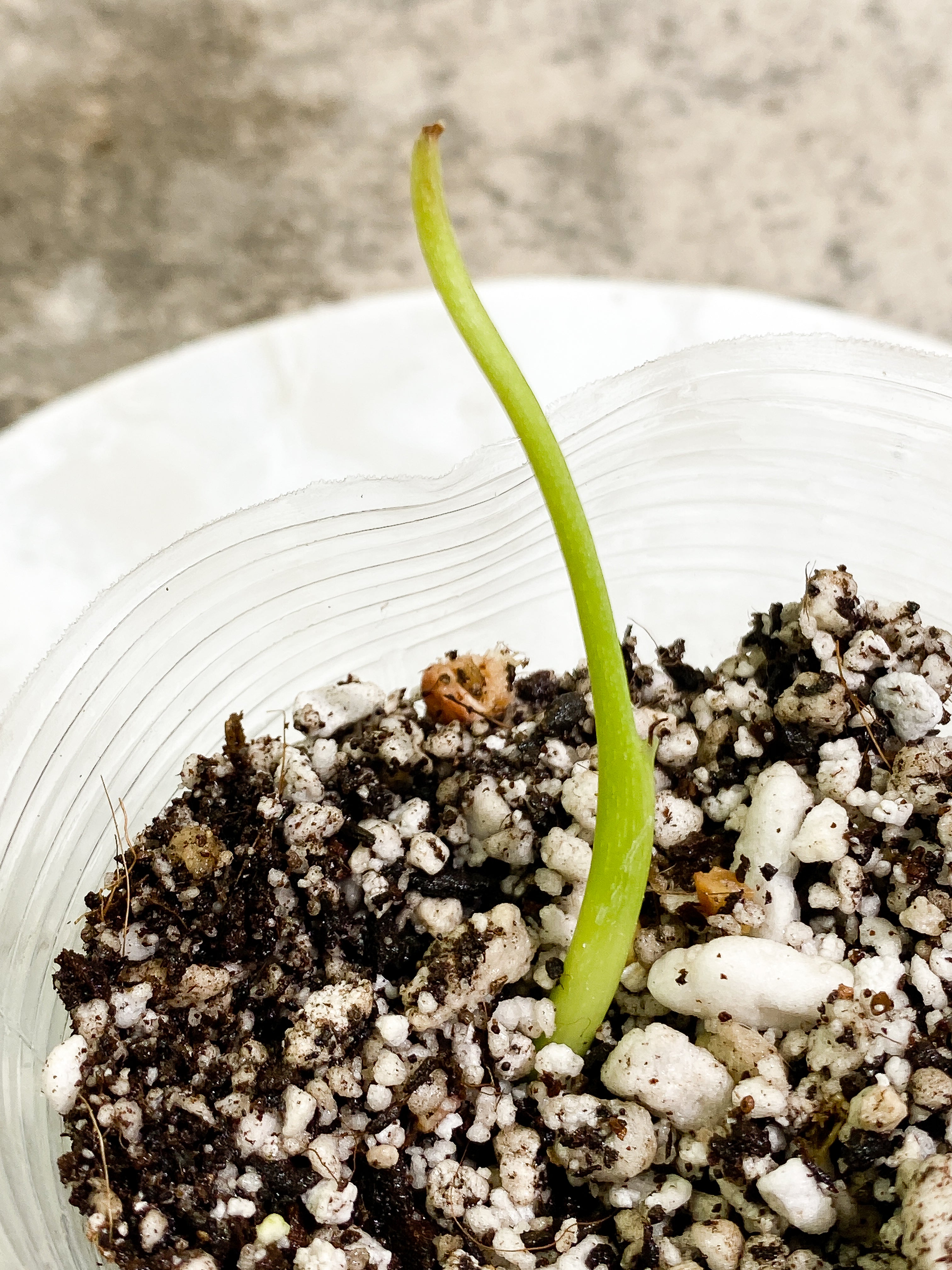Philodendron sharoniae mosquera 1 sprout Rooting node