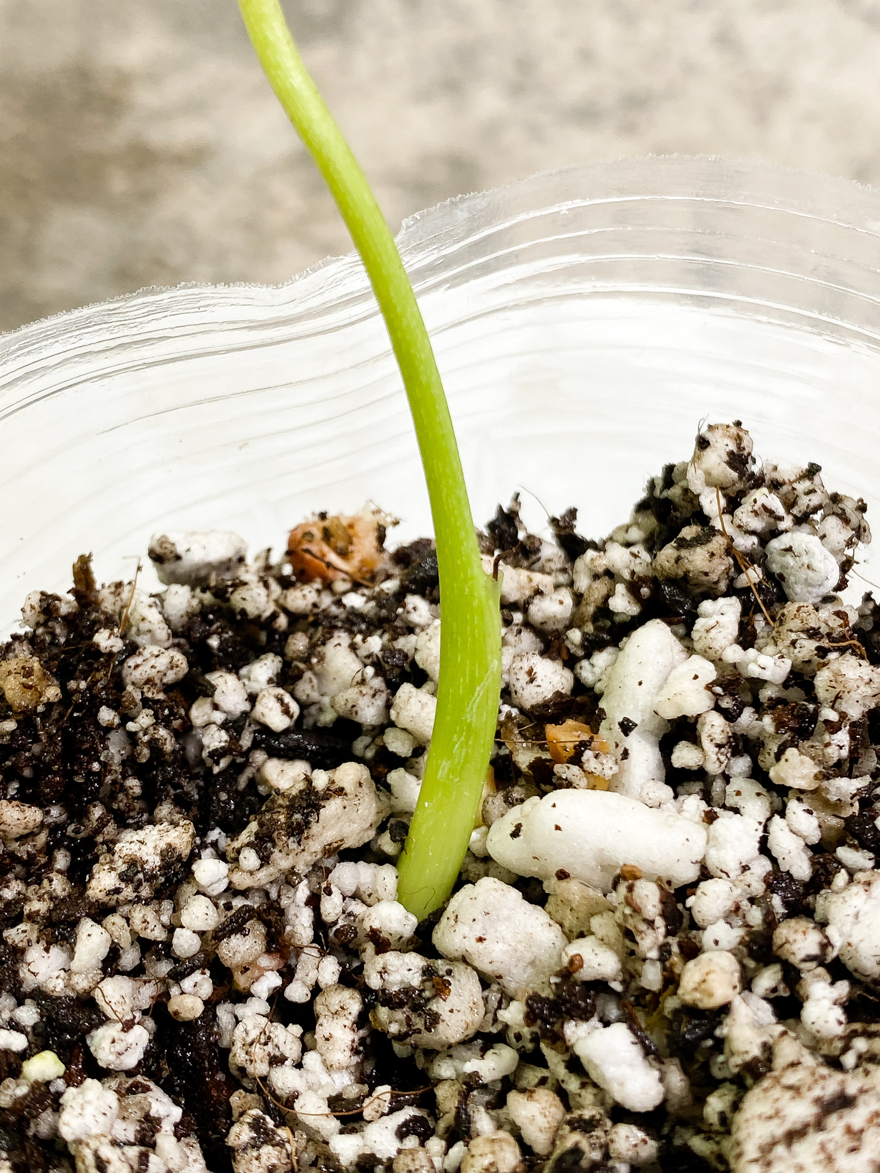 Philodendron sharoniae mosquera 1 sprout Rooting node