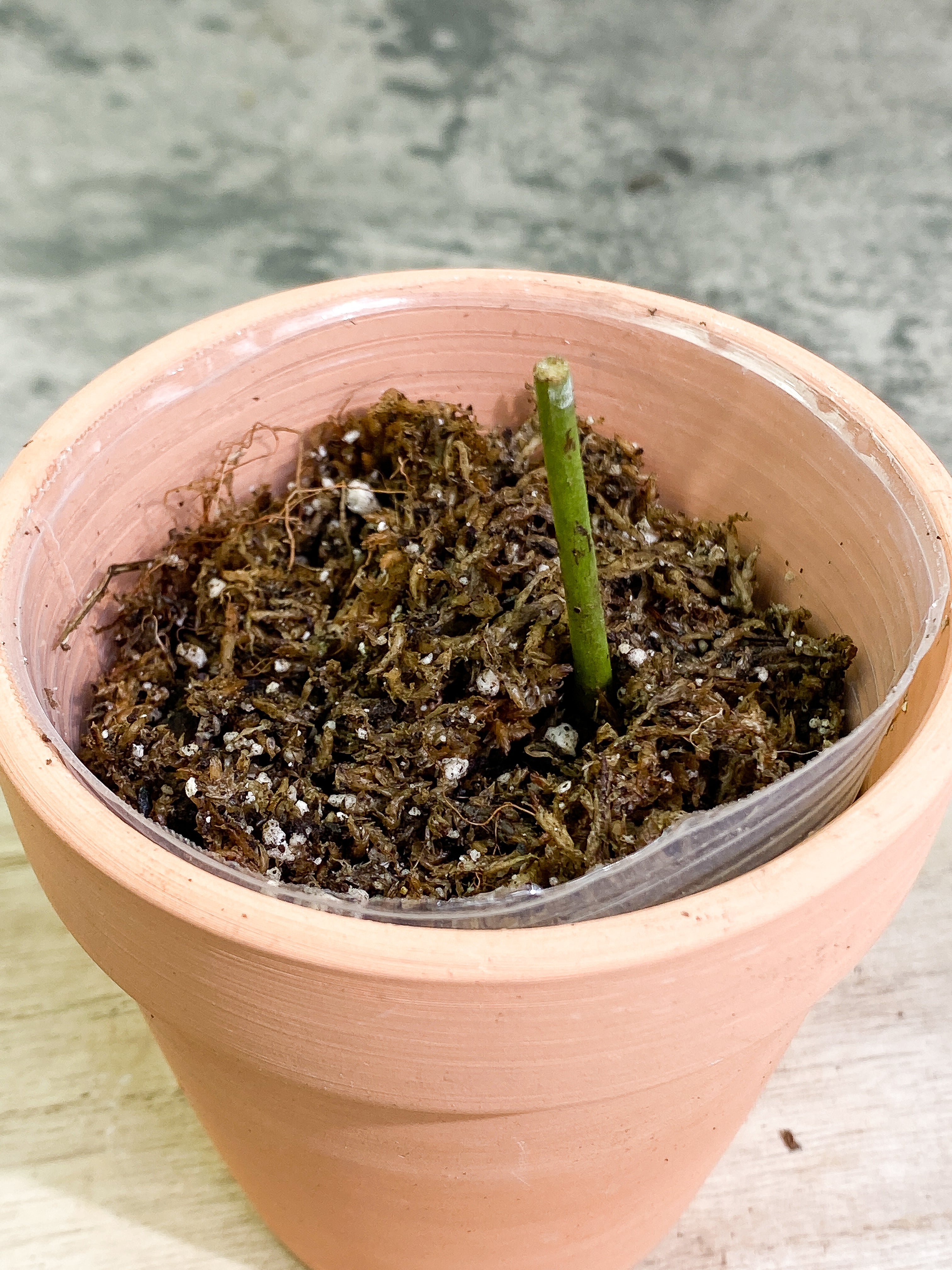 Grower Choice: Amydrium Silver Rooted double node