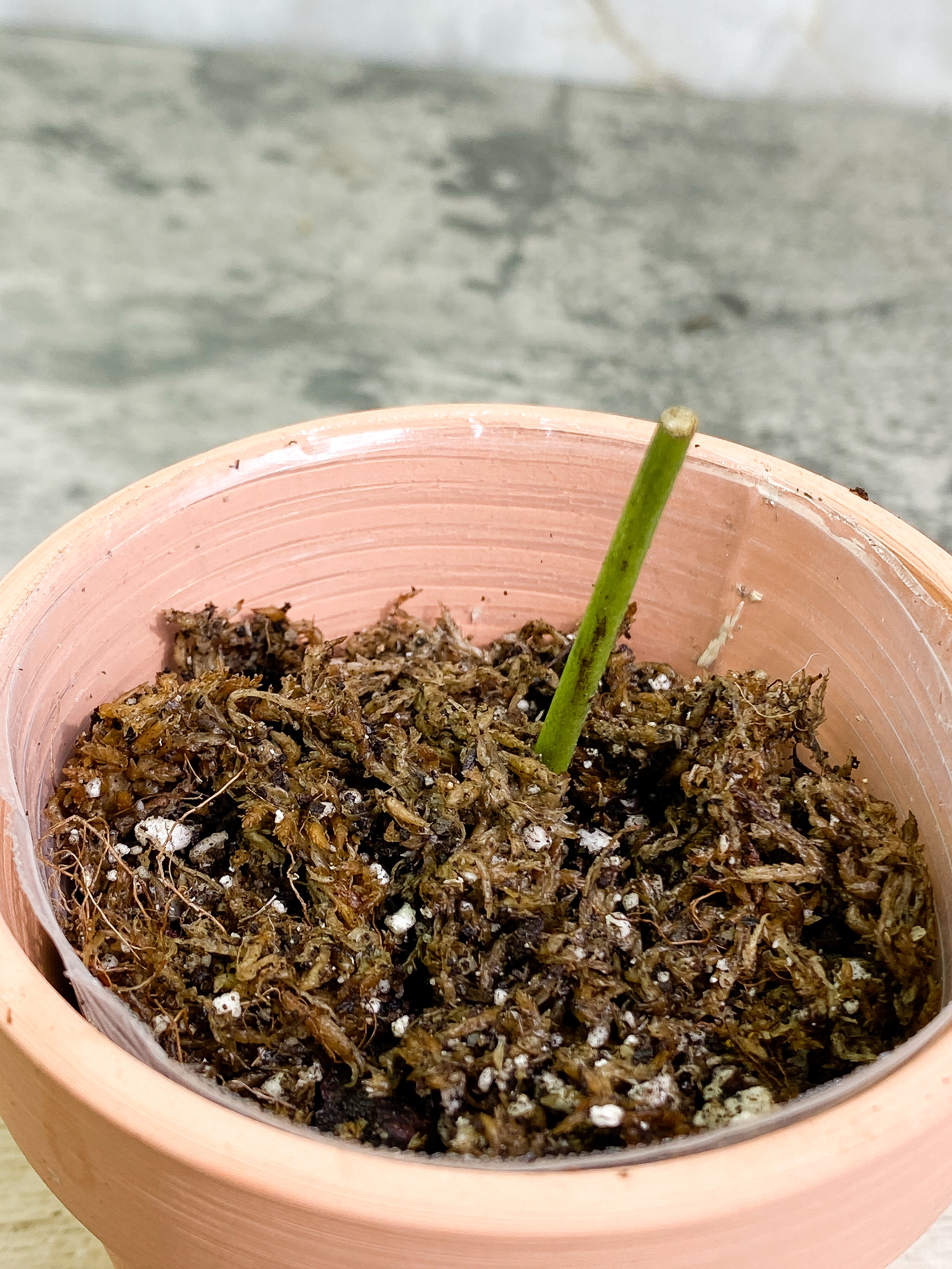 Grower Choice: Amydrium Silver Rooted double node