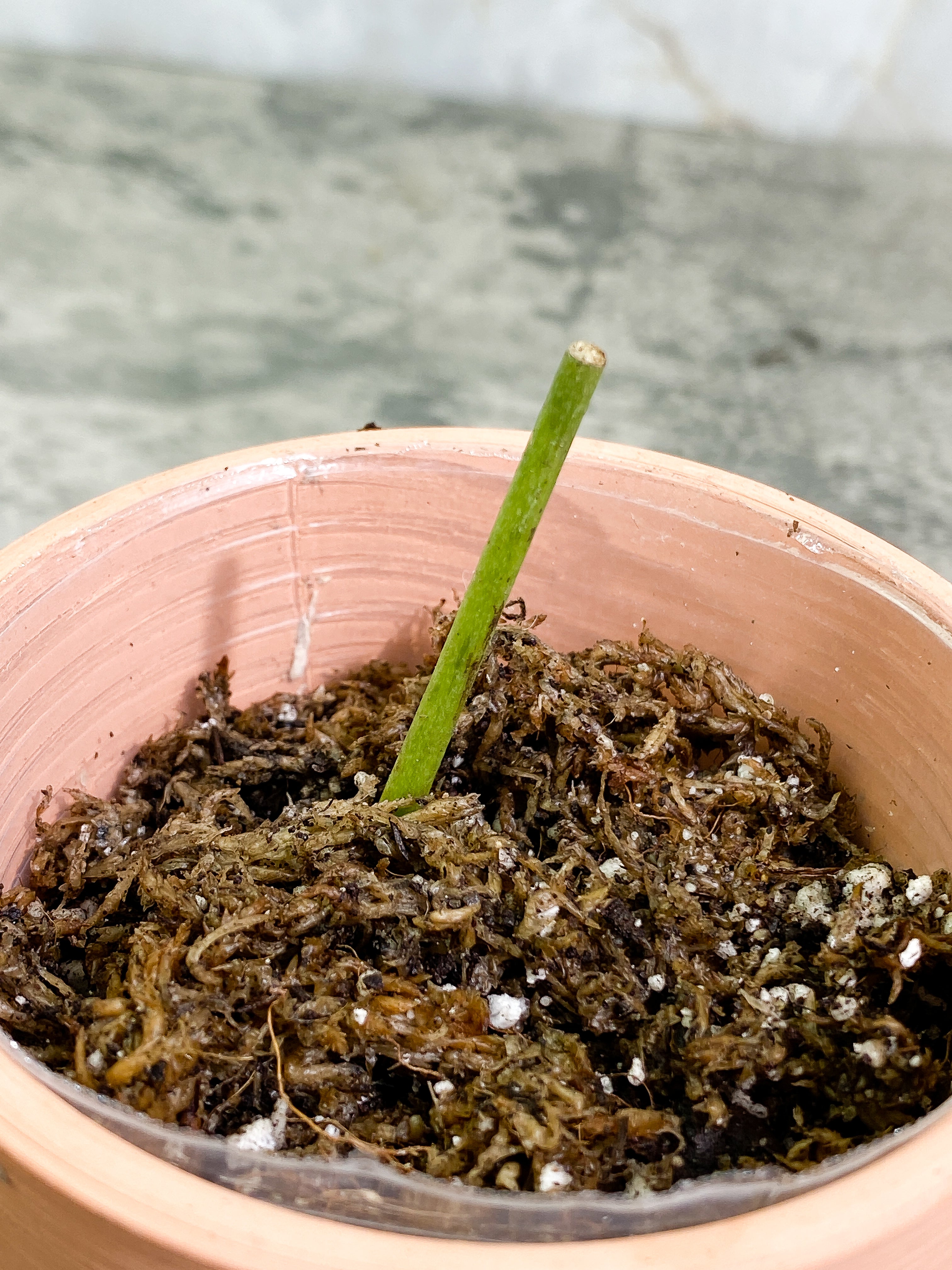 Grower Choice: Amydrium Silver Rooted double node