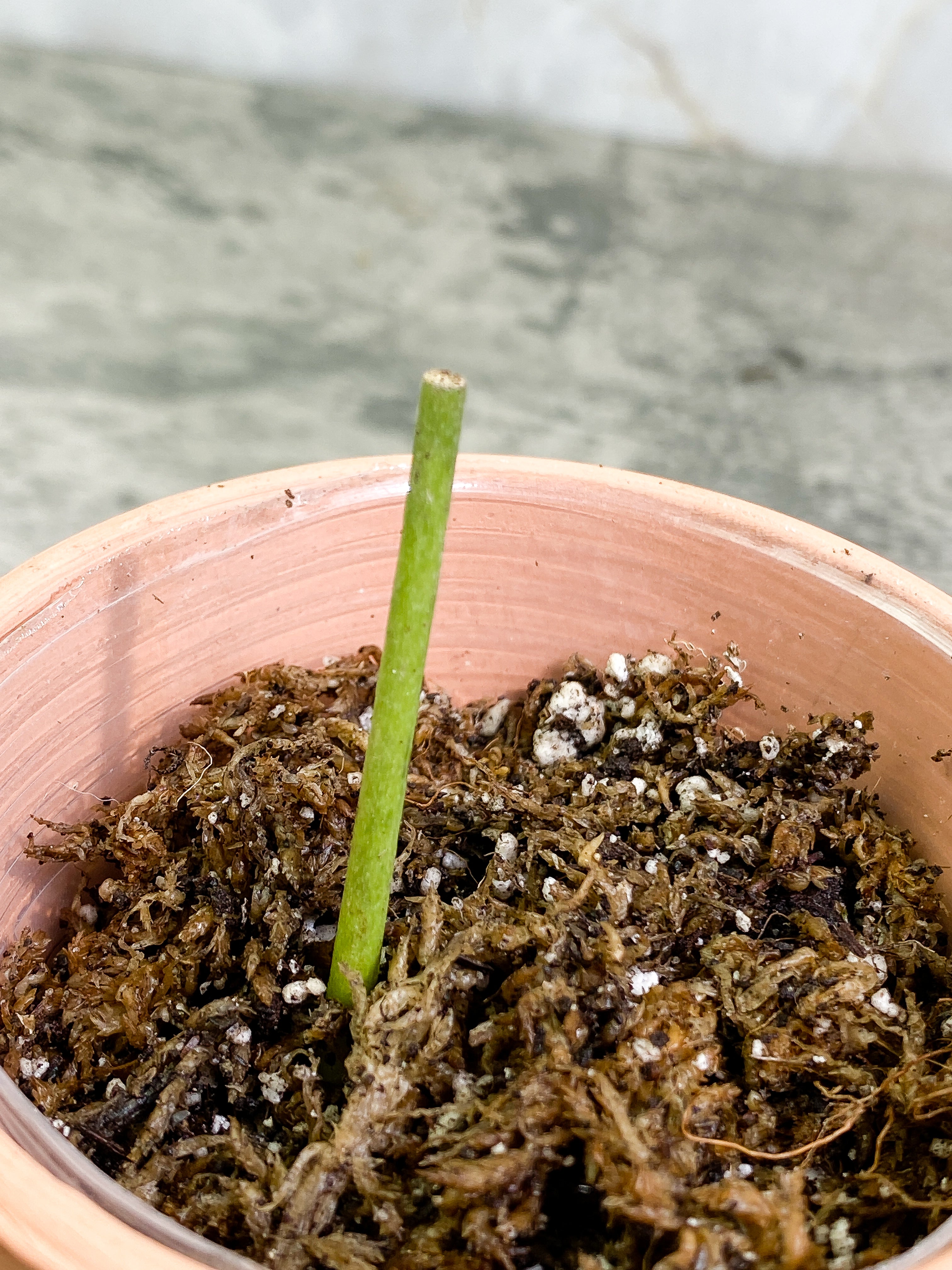 Grower Choice: Amydrium Silver Rooted double node