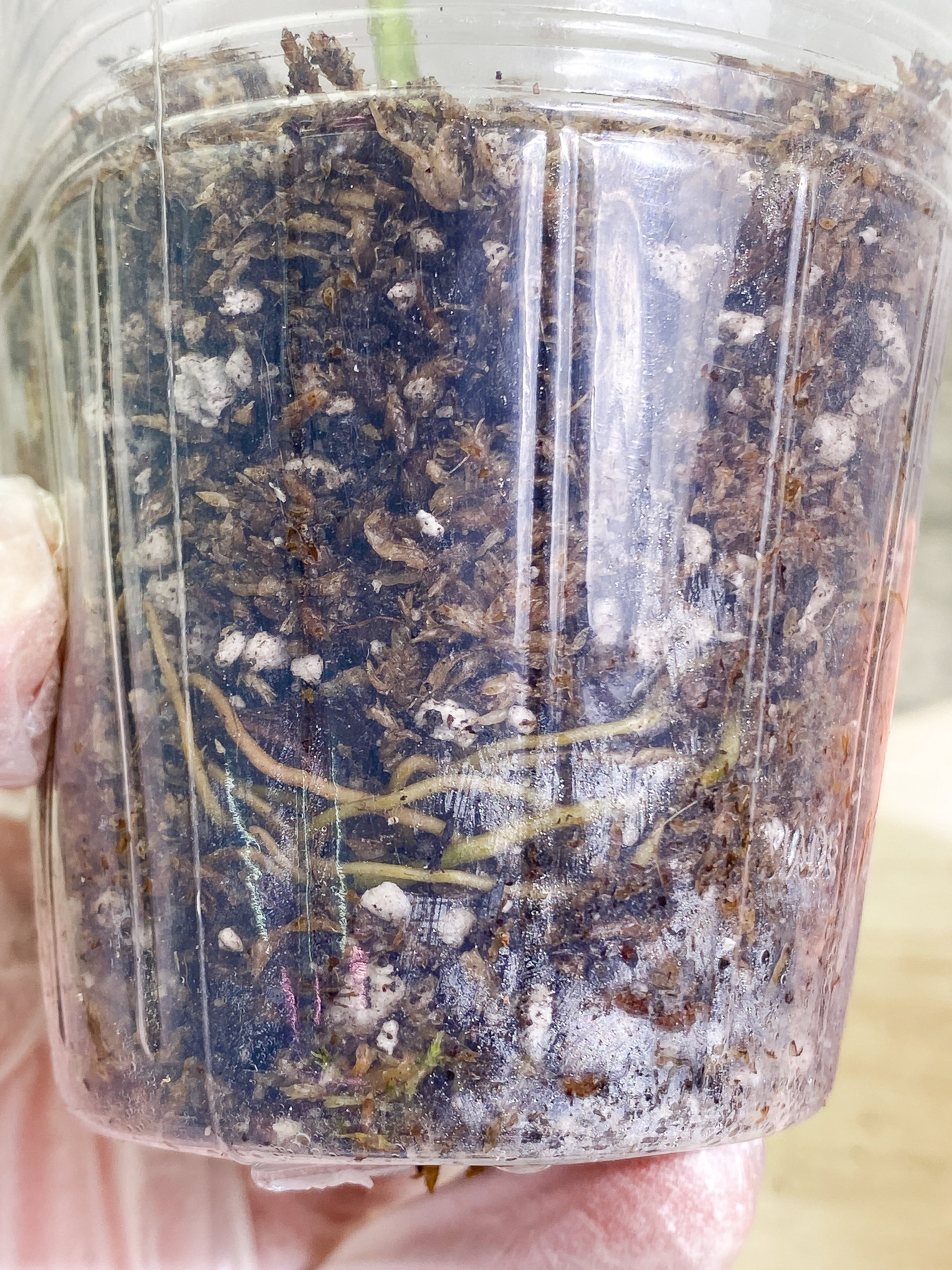 Grower Choice: Amydrium Silver Rooted double node