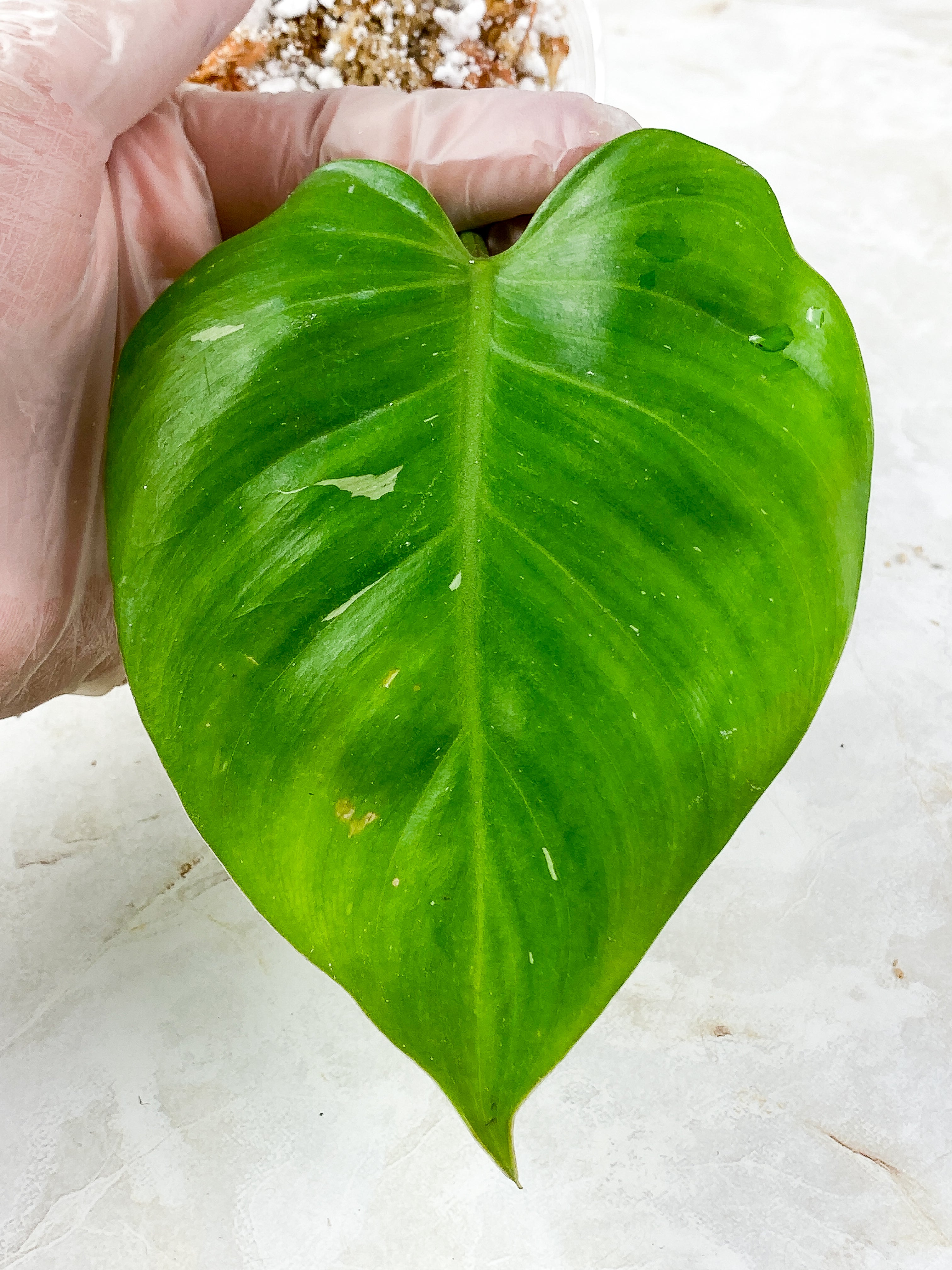 Philodendron white princess Rooted 1 6" leaf