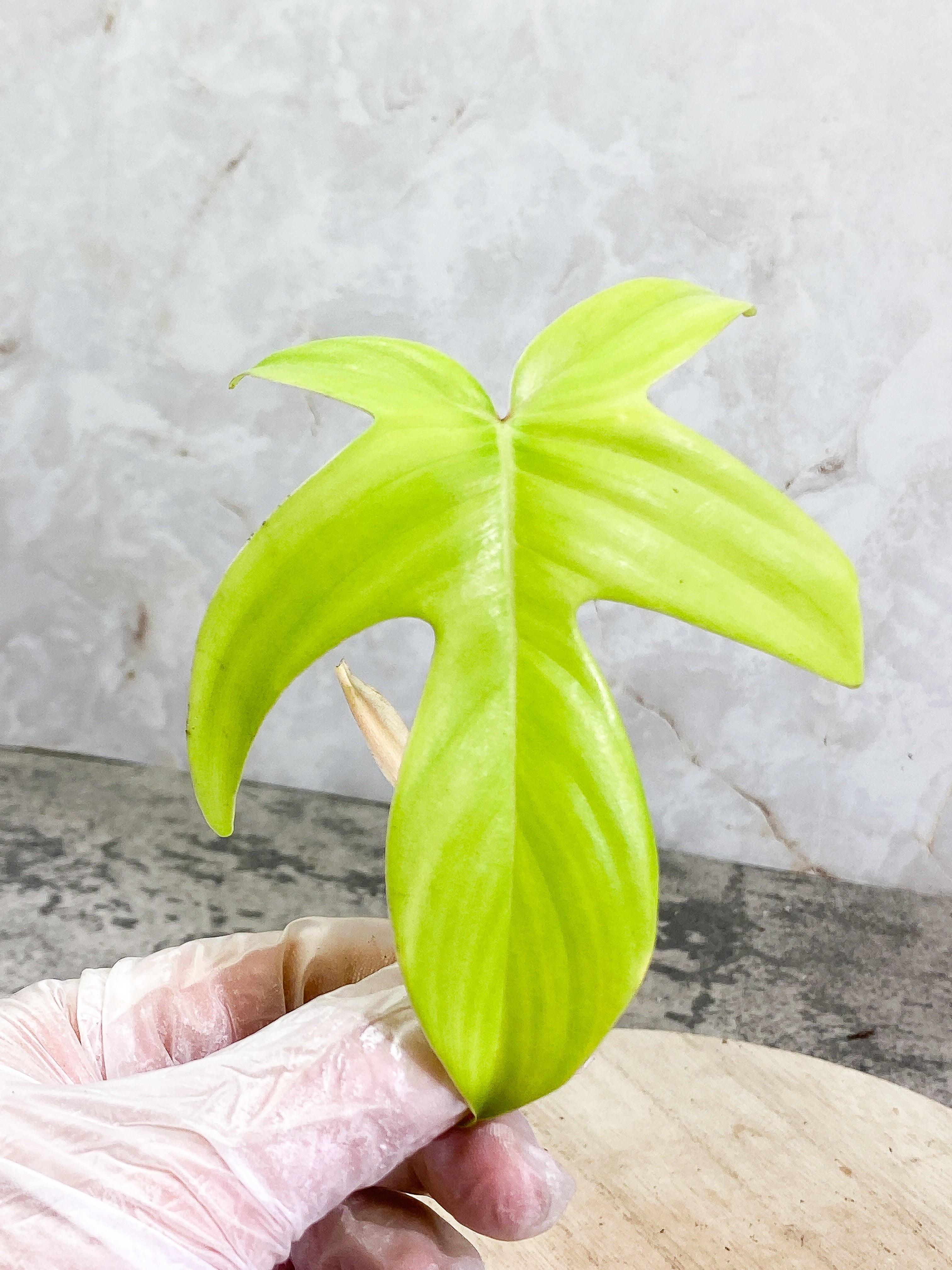 Free for orders over $500 Philodendron florida ghost mint 1 leaf 1 sprout Rooting Top Cutting
