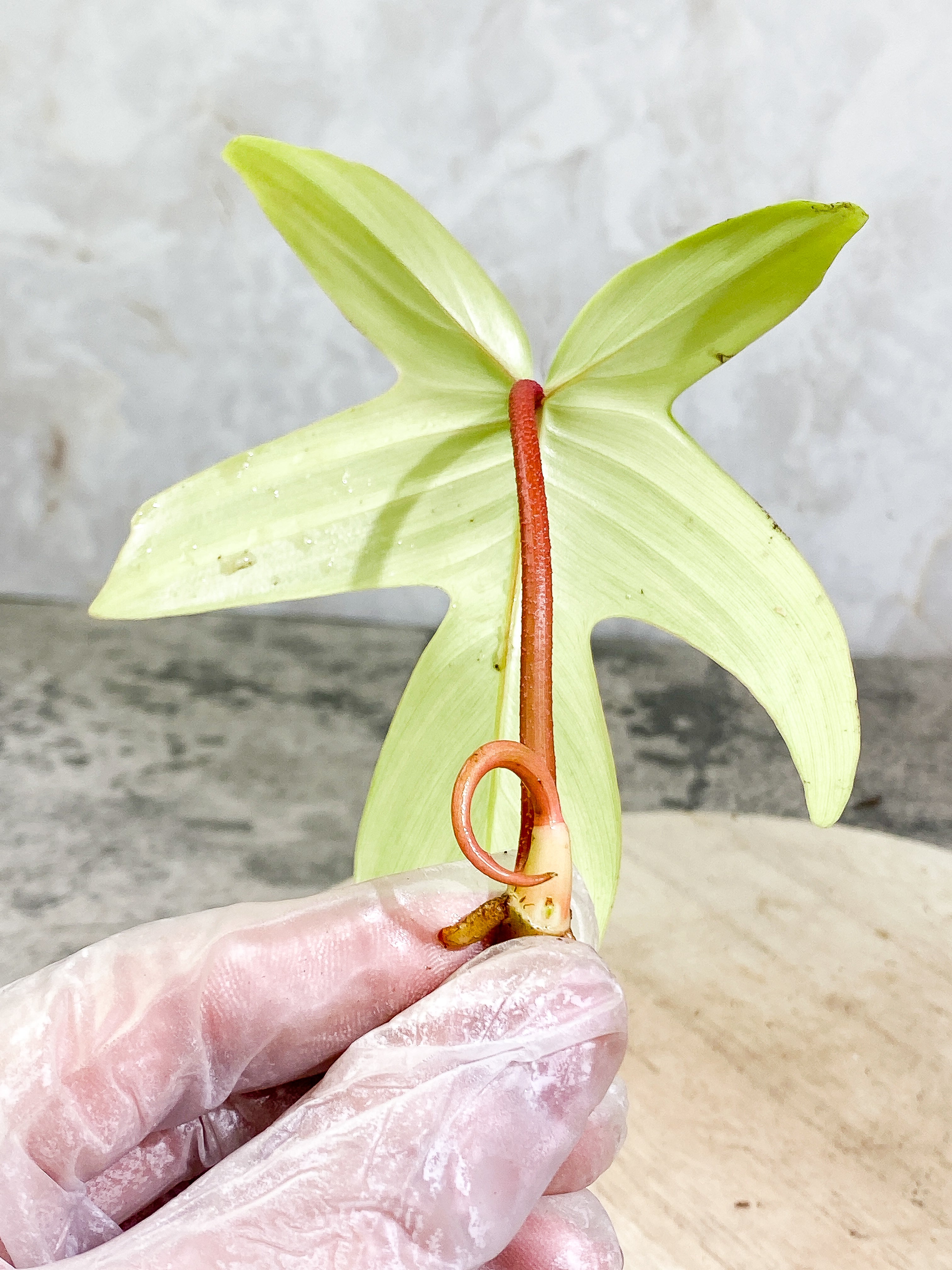 Free for orders over $500 Philodendron florida ghost mint 1 leaf 1 sprout Rooting Top Cutting