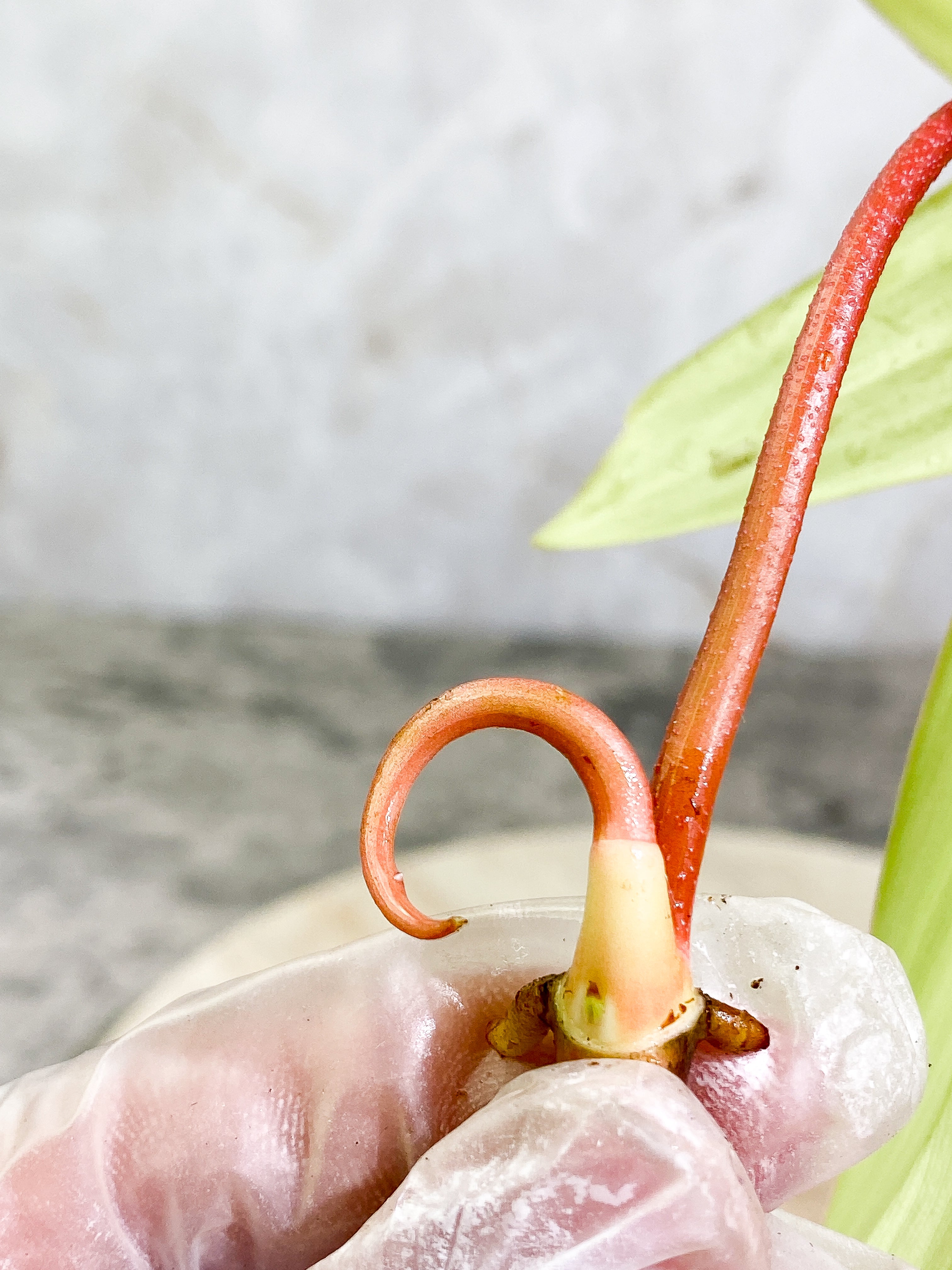 Free for orders over $500 Philodendron florida ghost mint 1 leaf 1 sprout Rooting Top Cutting