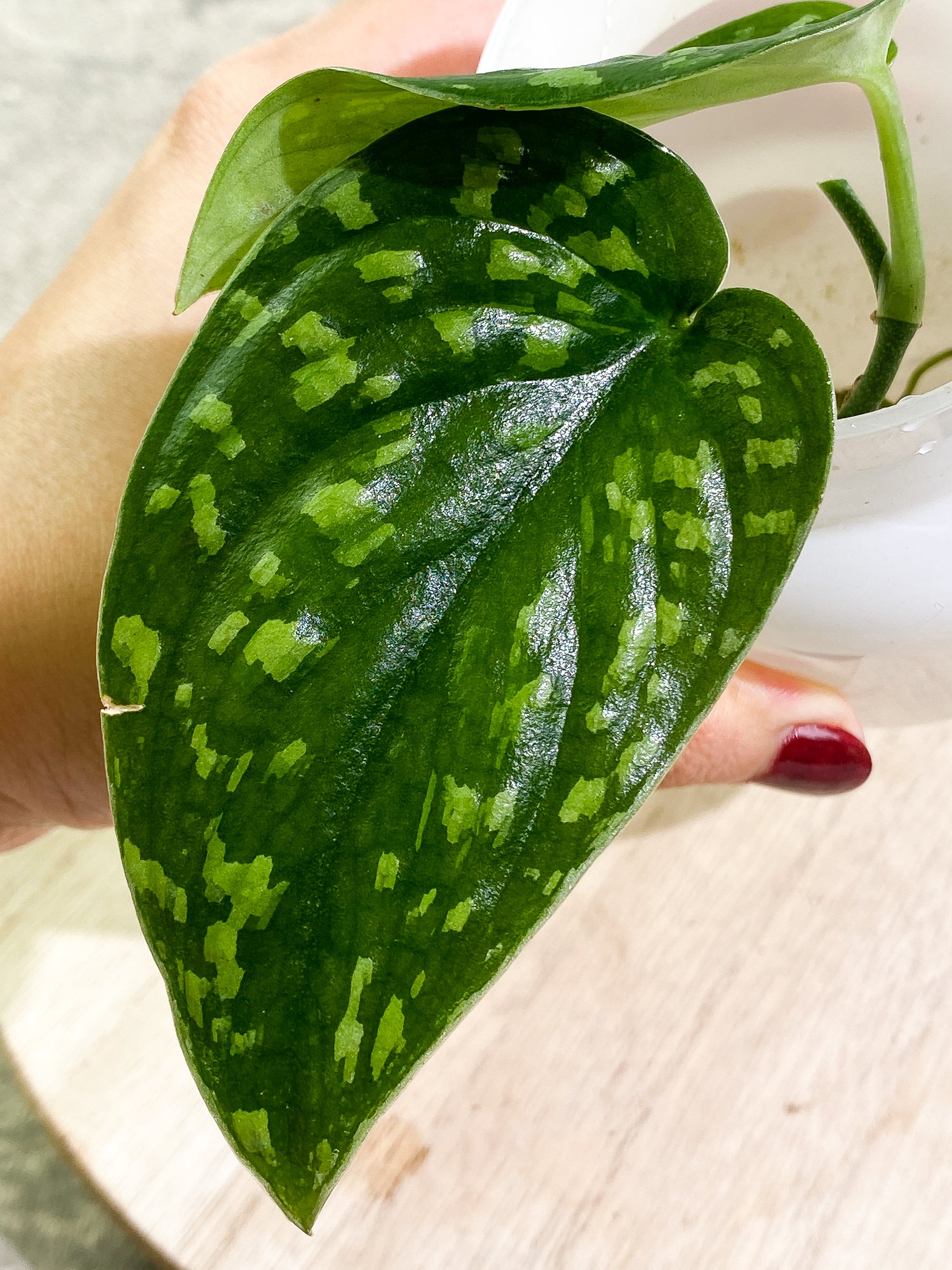 Scindapsus pictus tricolor Rooted 2 leaves