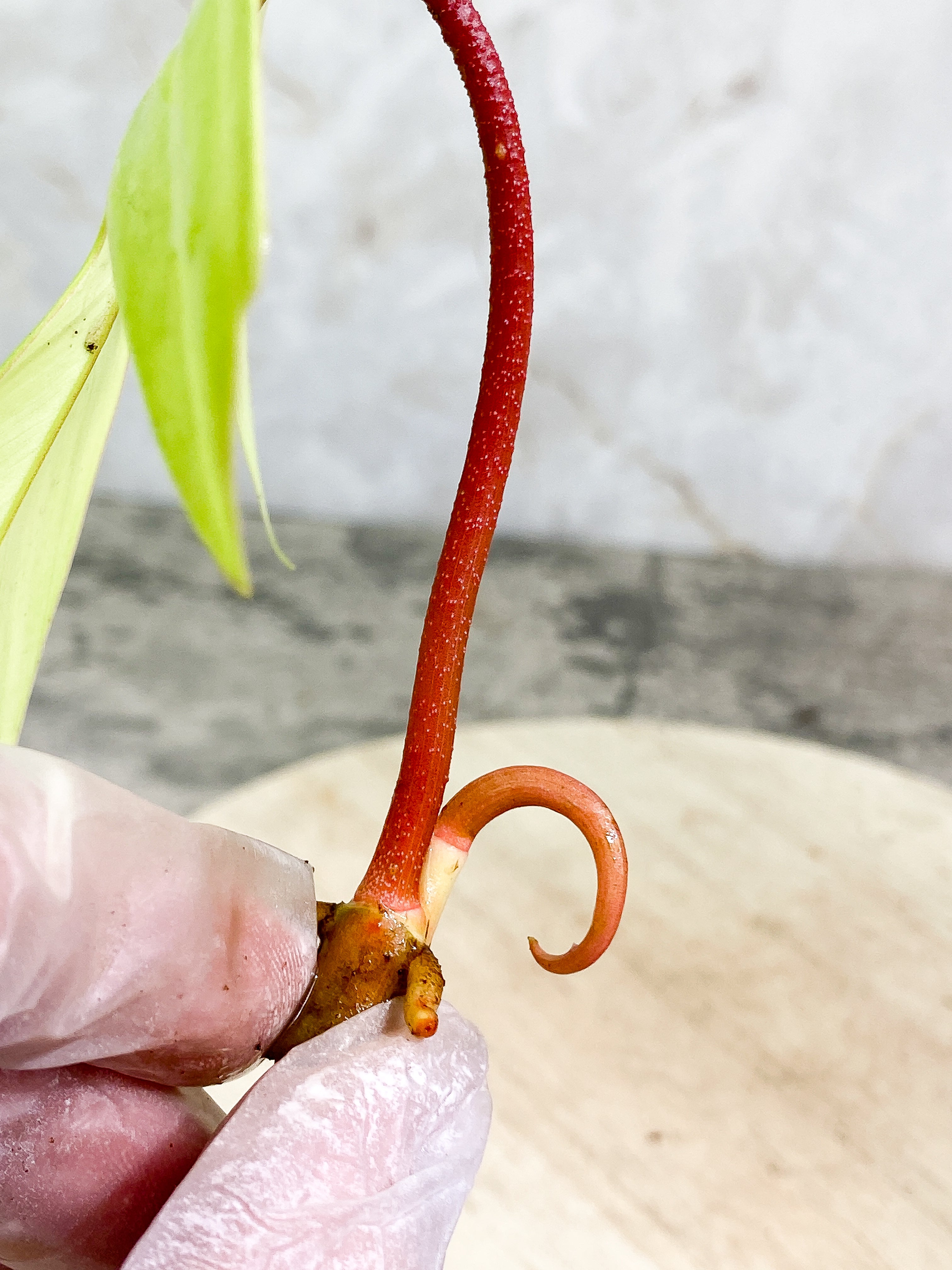 Free for orders over $500 Philodendron florida ghost mint 1 leaf 1 sprout Rooting Top Cutting