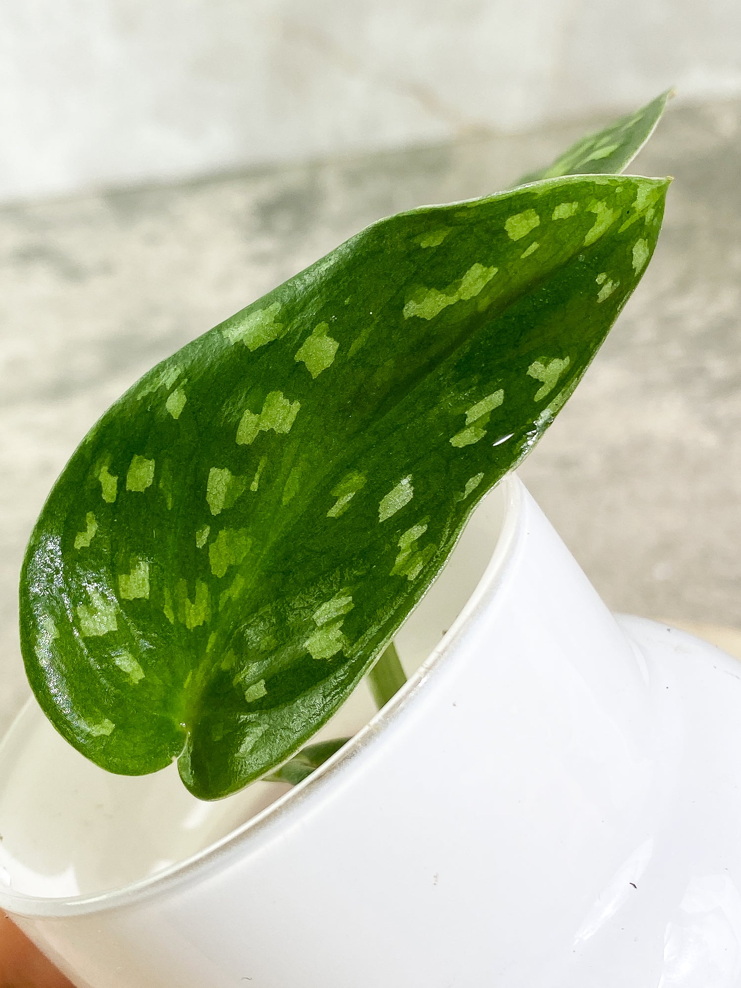 Scindapsus pictus tricolor Rooted 2 leaves