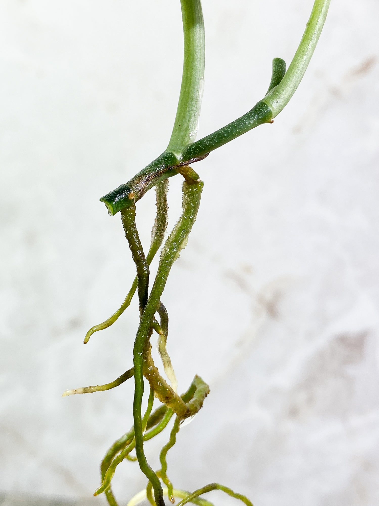 Scindapsus pictus tricolor Rooted 2 leaves
