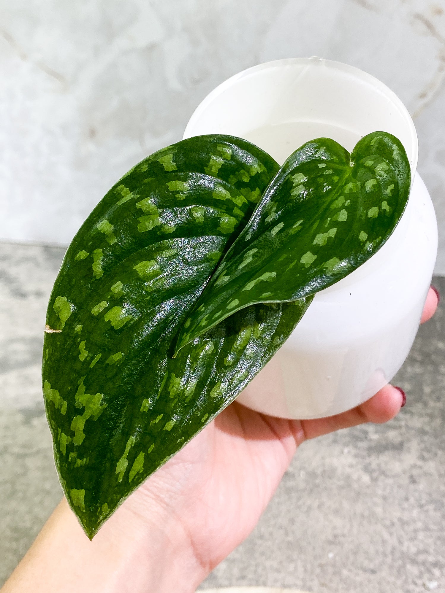 Scindapsus pictus tricolor Rooted 2 leaves