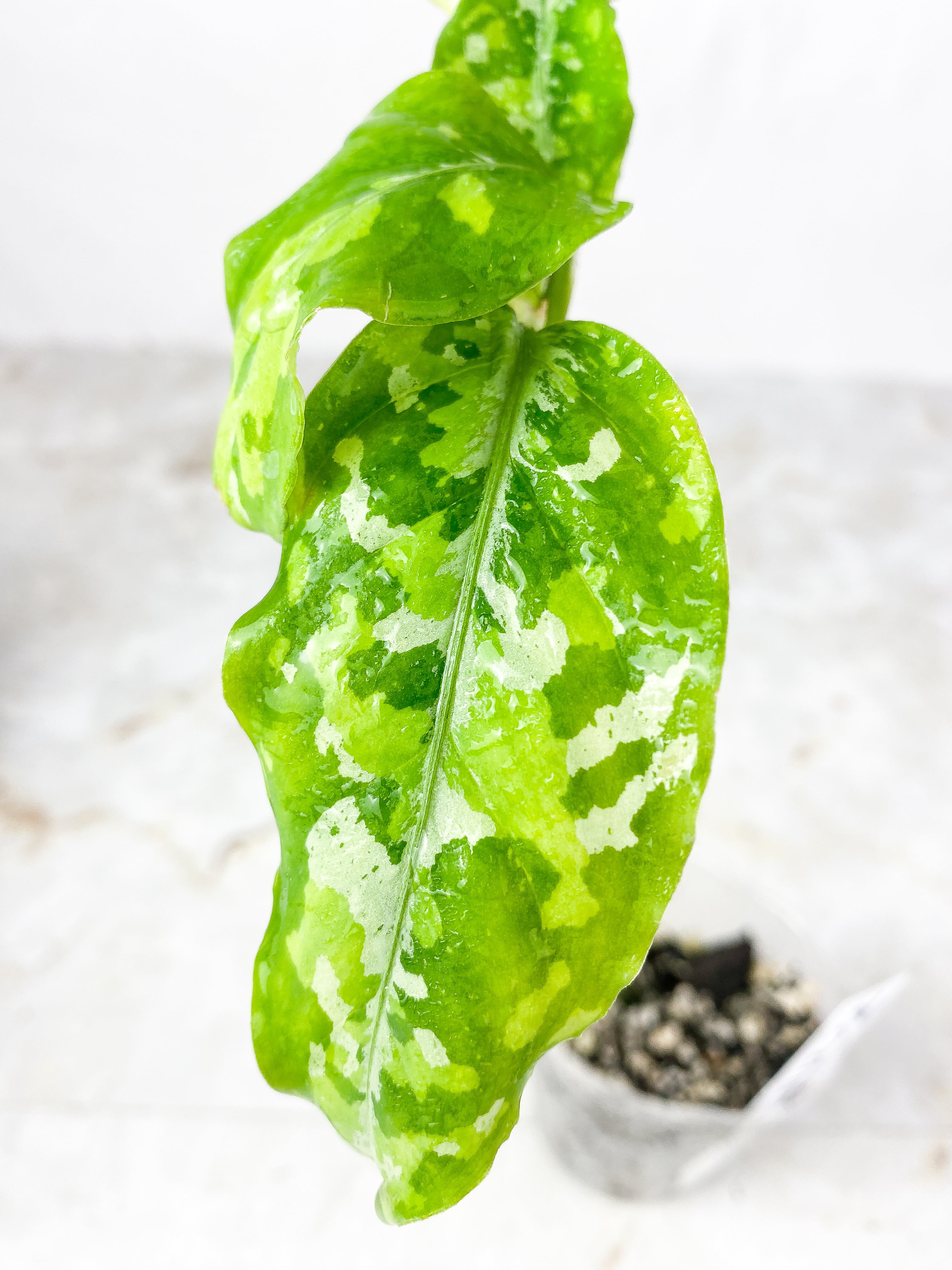 Aglaonema Pictum Tricolor Rooted