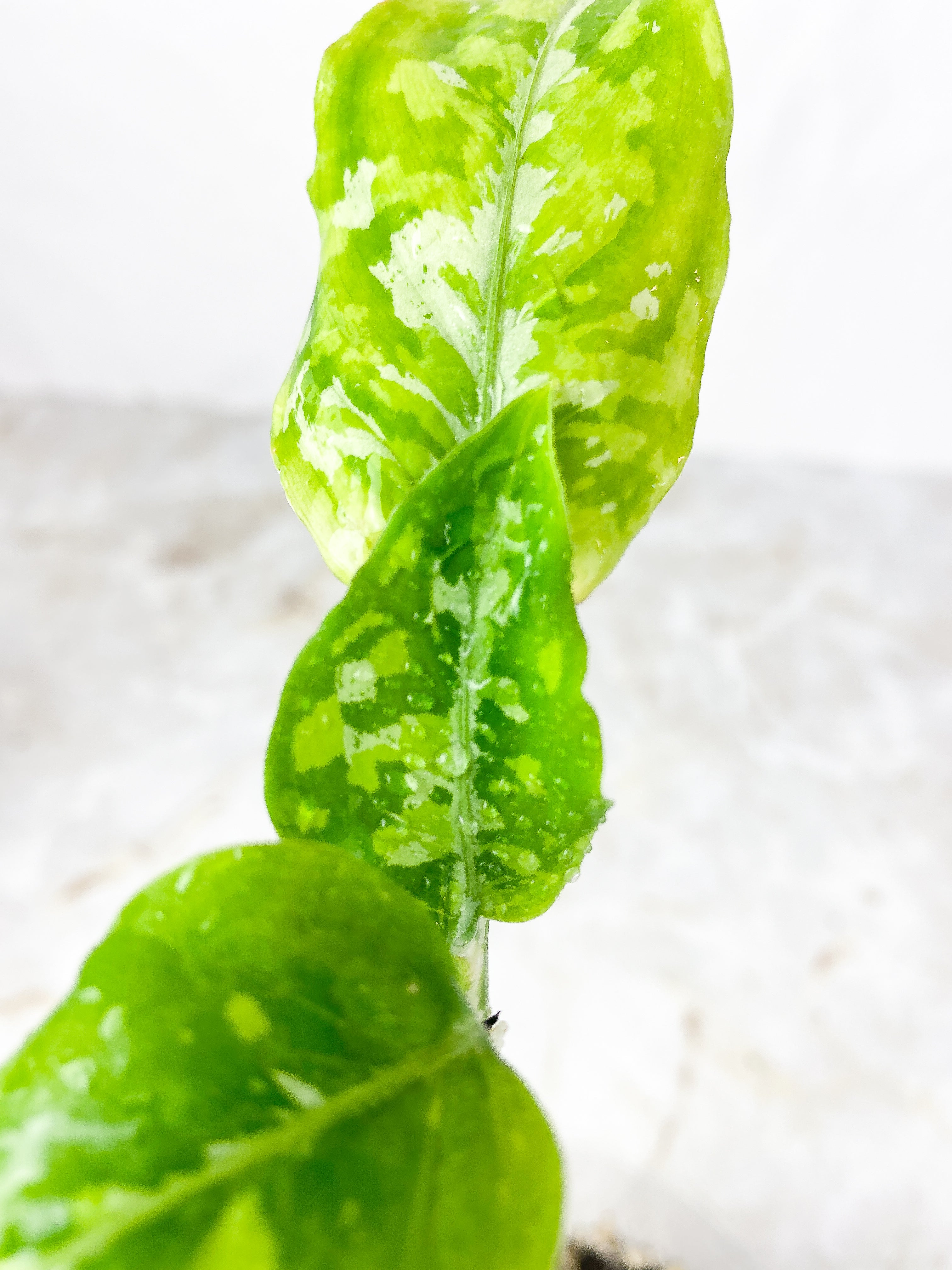 Aglaonema Pictum Tricolor Rooted