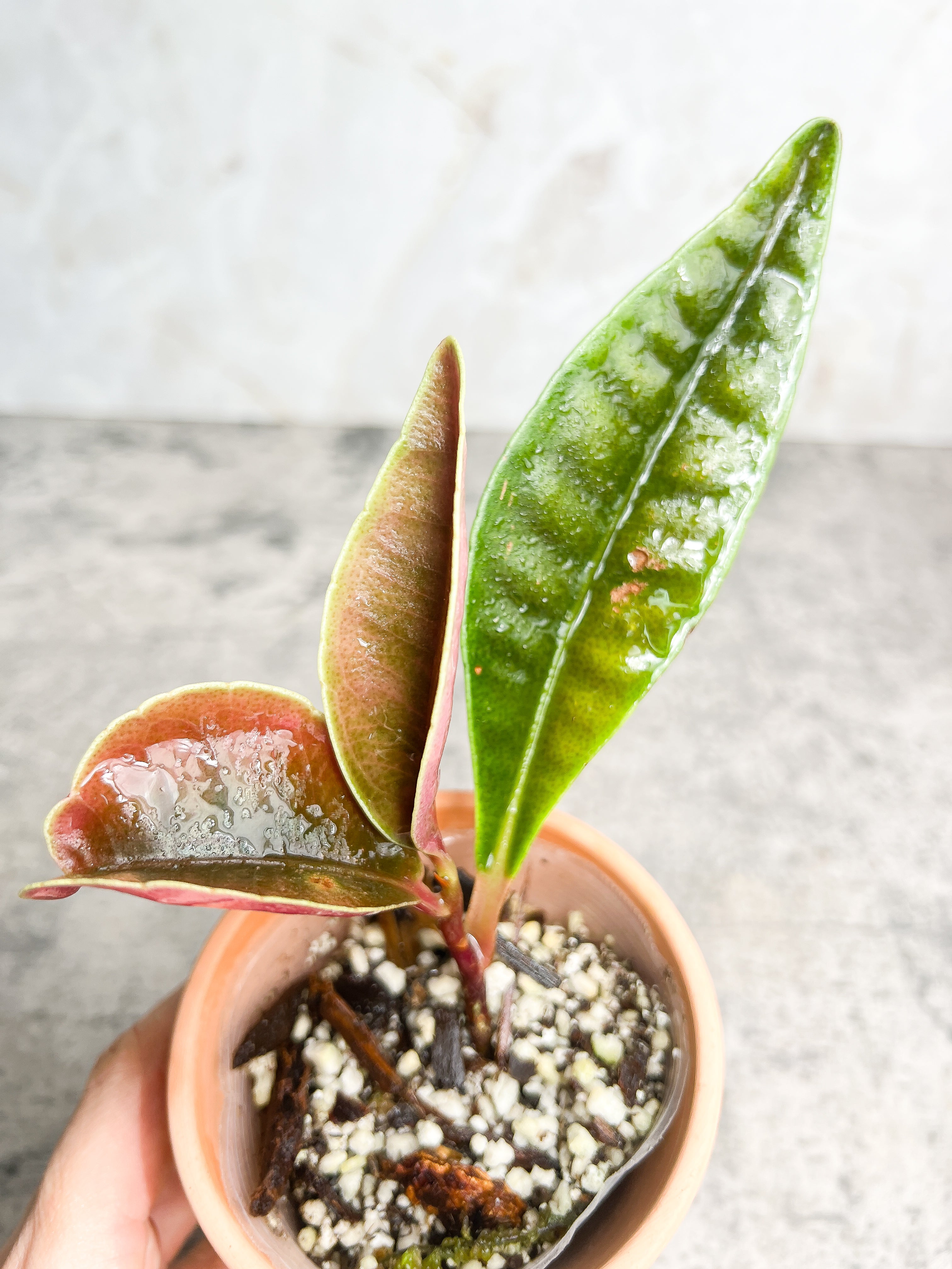 Labisia rabit ears 4 leaves