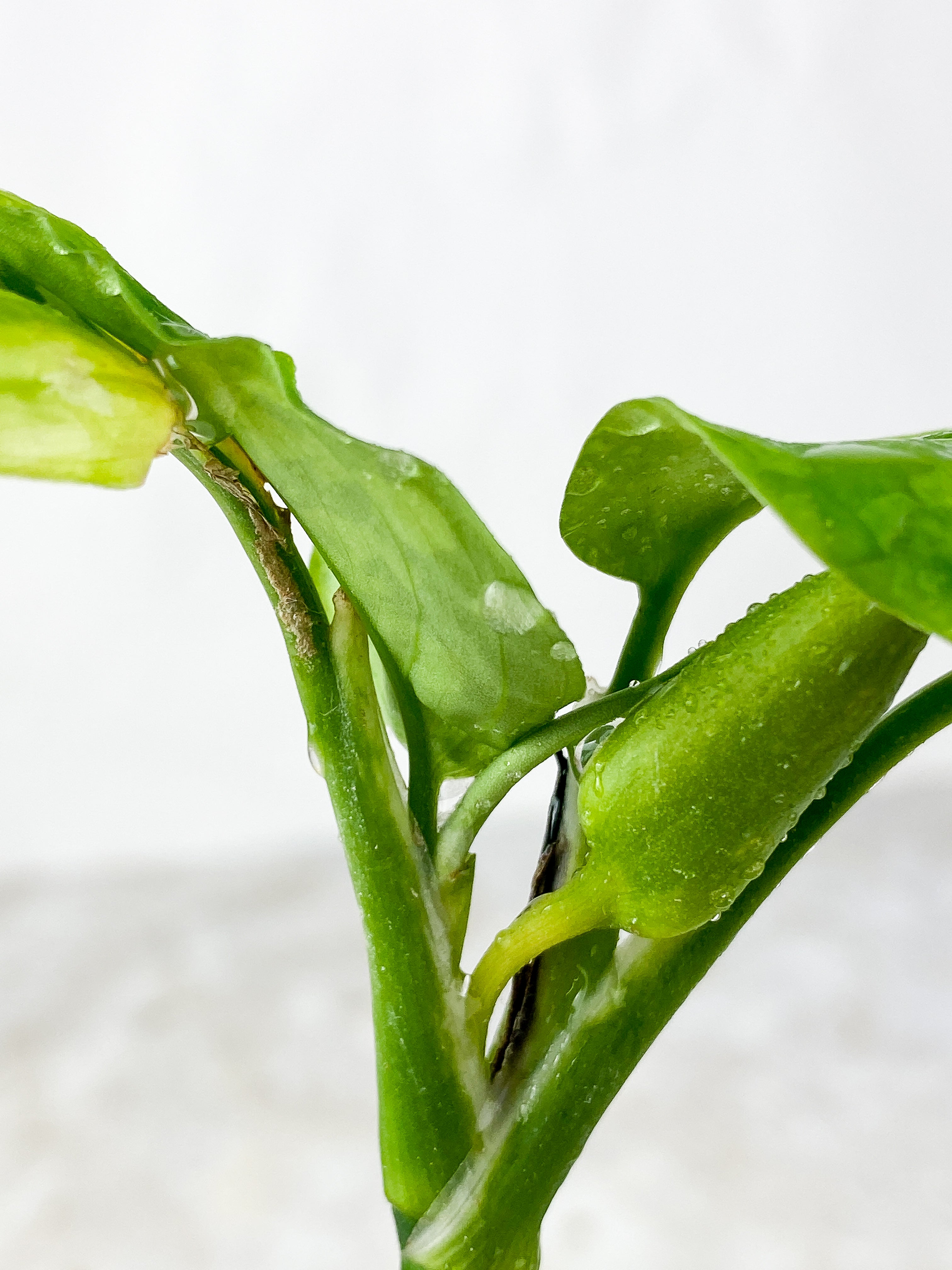 Aglaonema Pictum Tricolor Rooted
