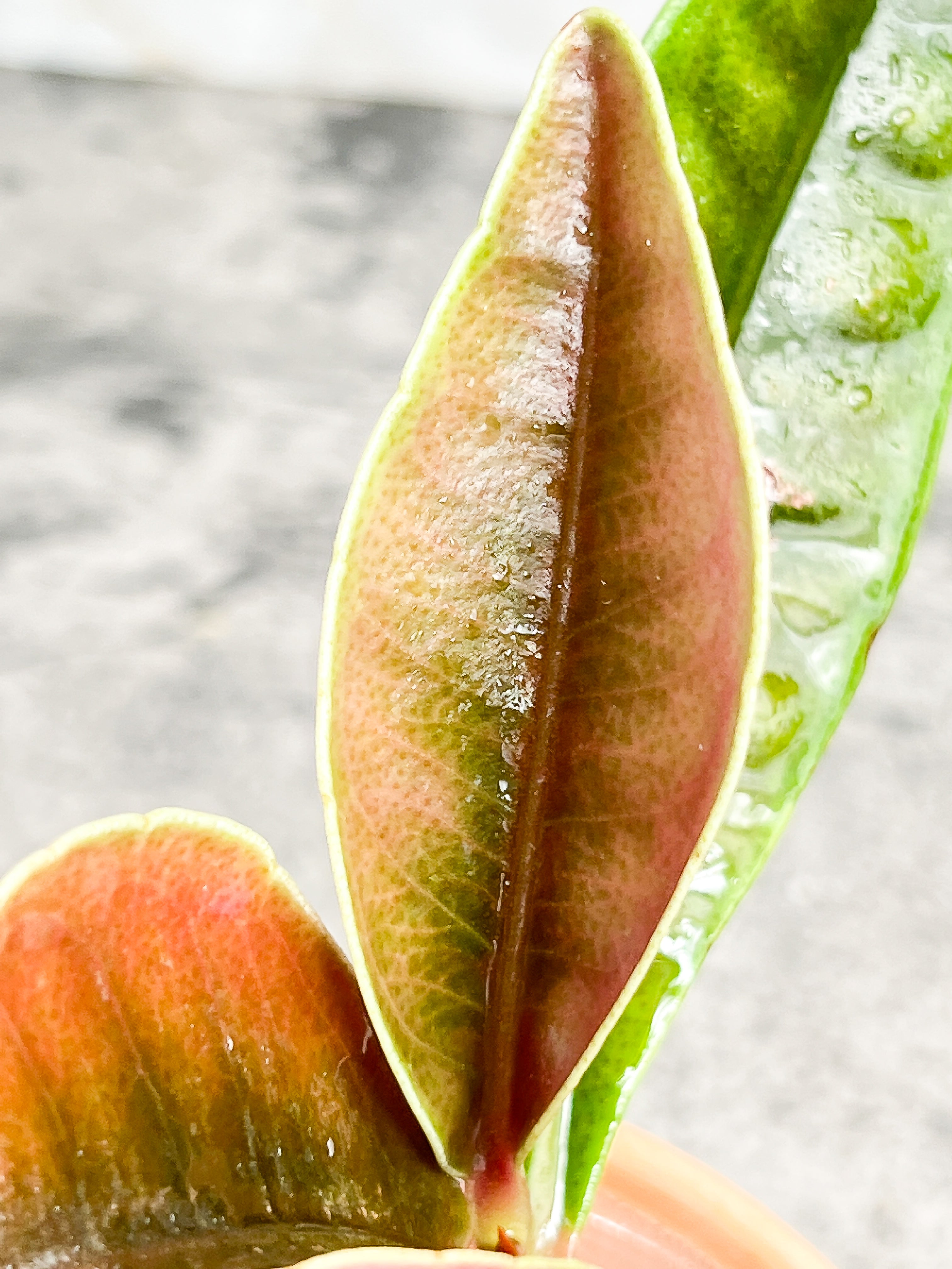 Labisia rabit ears 4 leaves