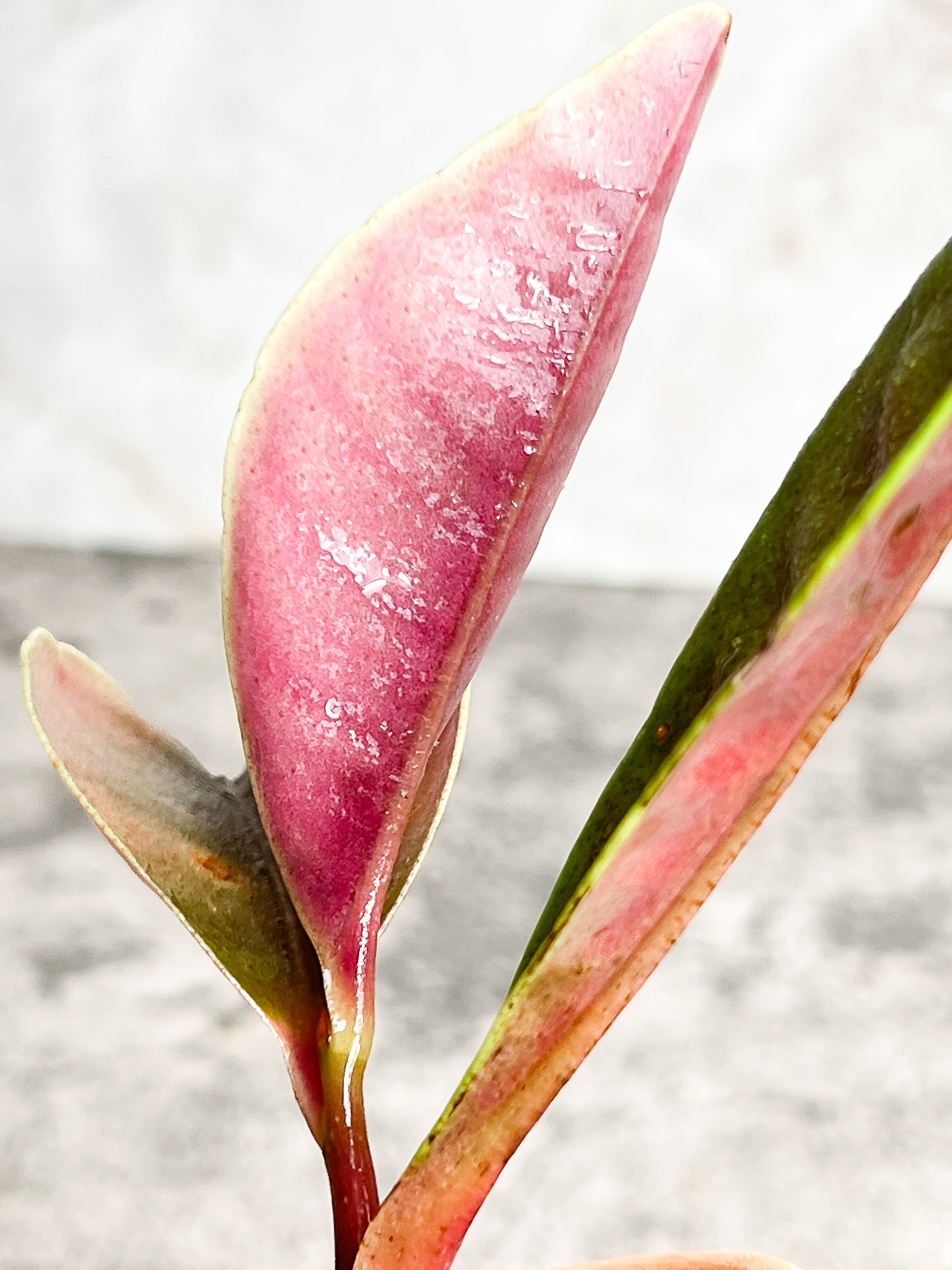 Labisia rabit ears 4 leaves