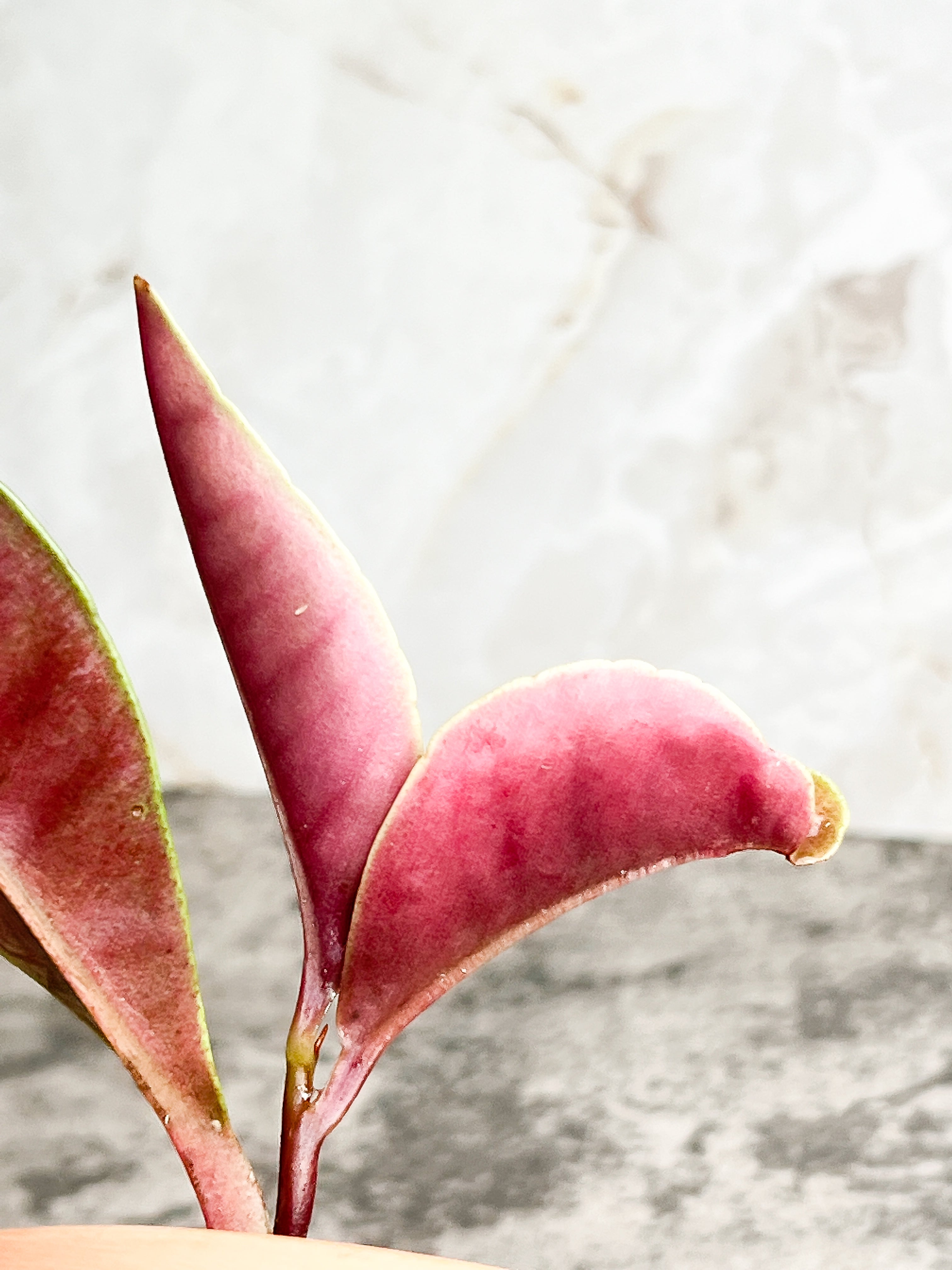 Labisia rabit ears 4 leaves