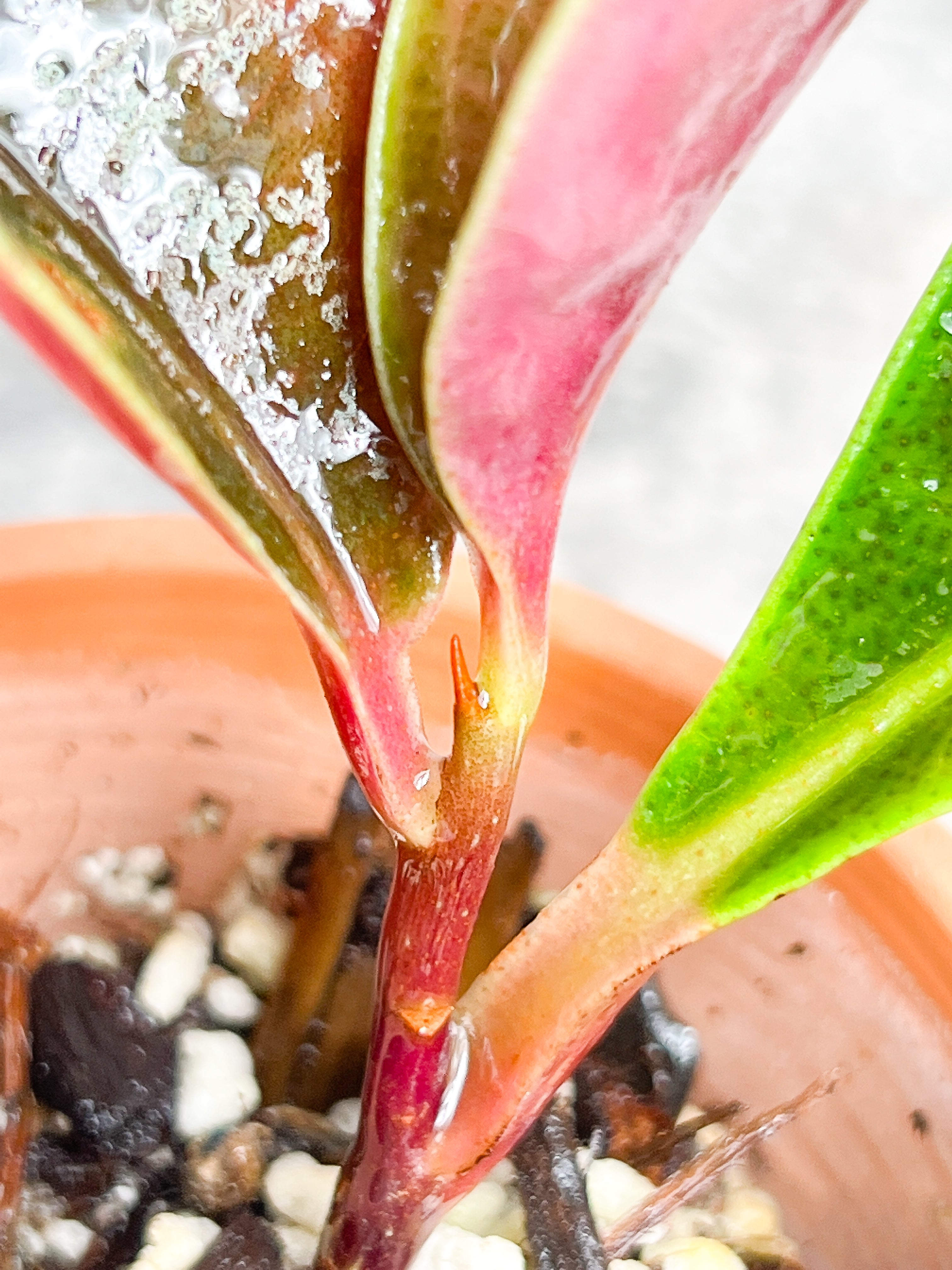 Labisia rabit ears 4 leaves