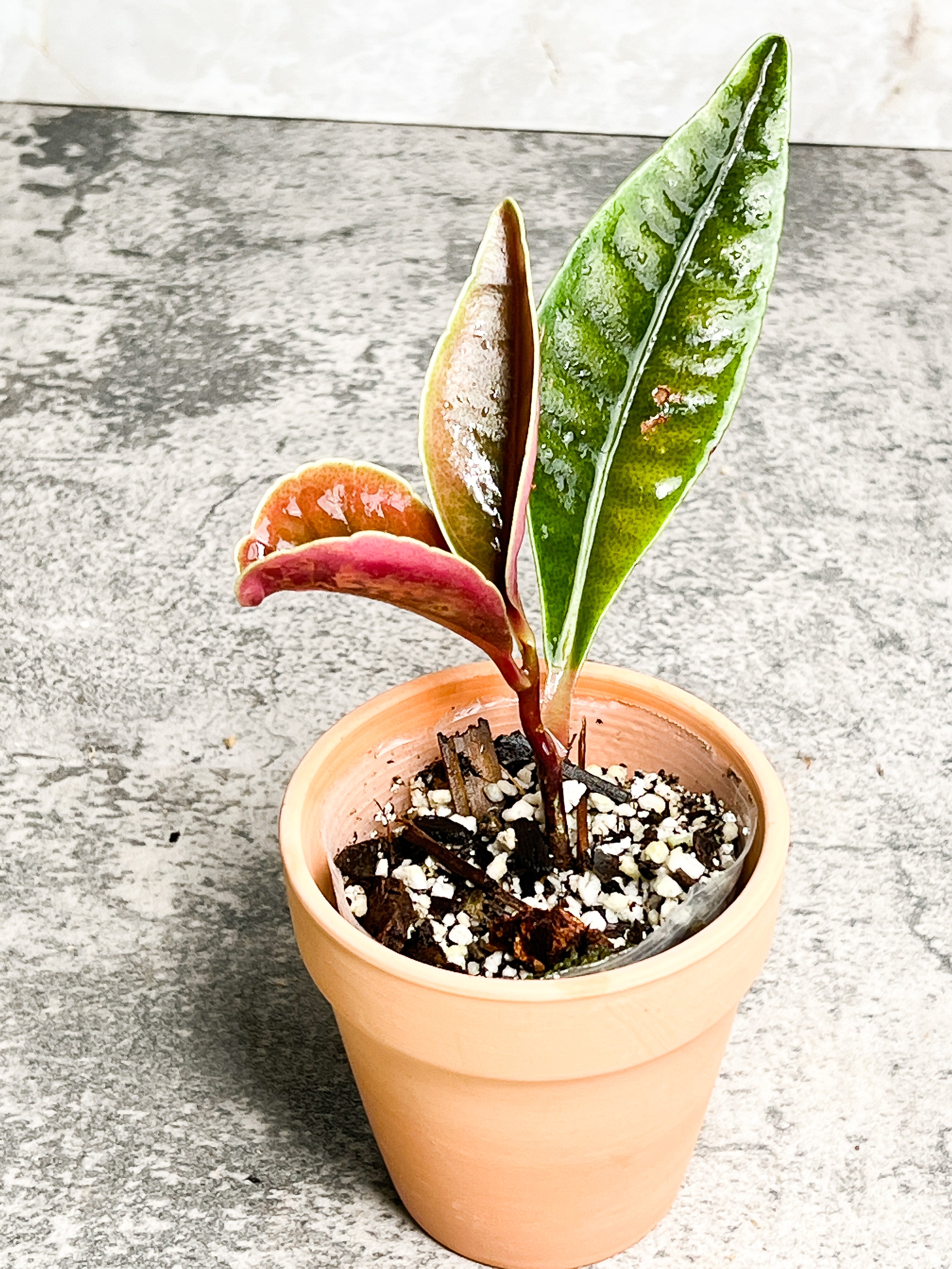 Labisia rabit ears 4 leaves