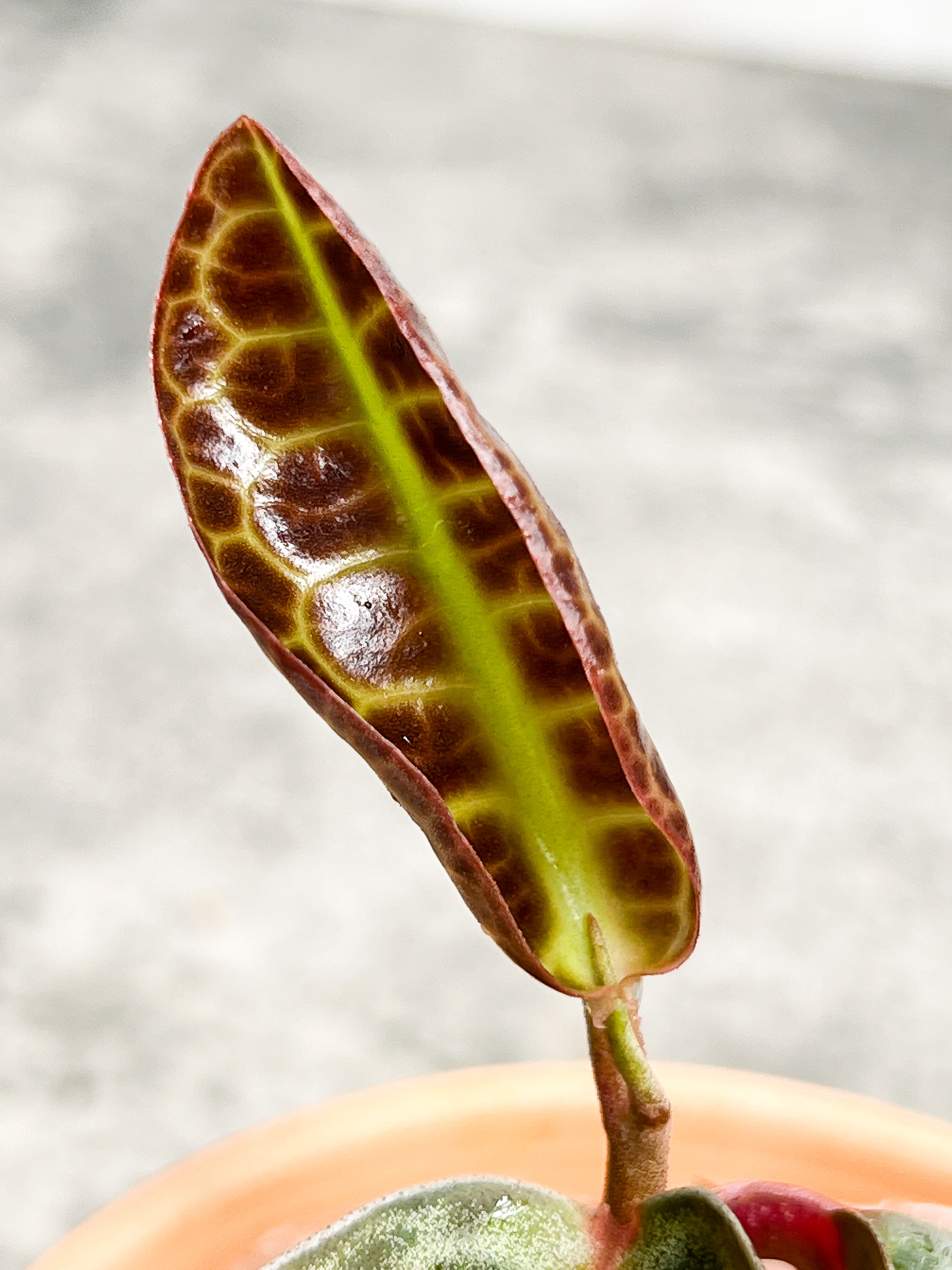 Labisia Turtle Back 3 leaves