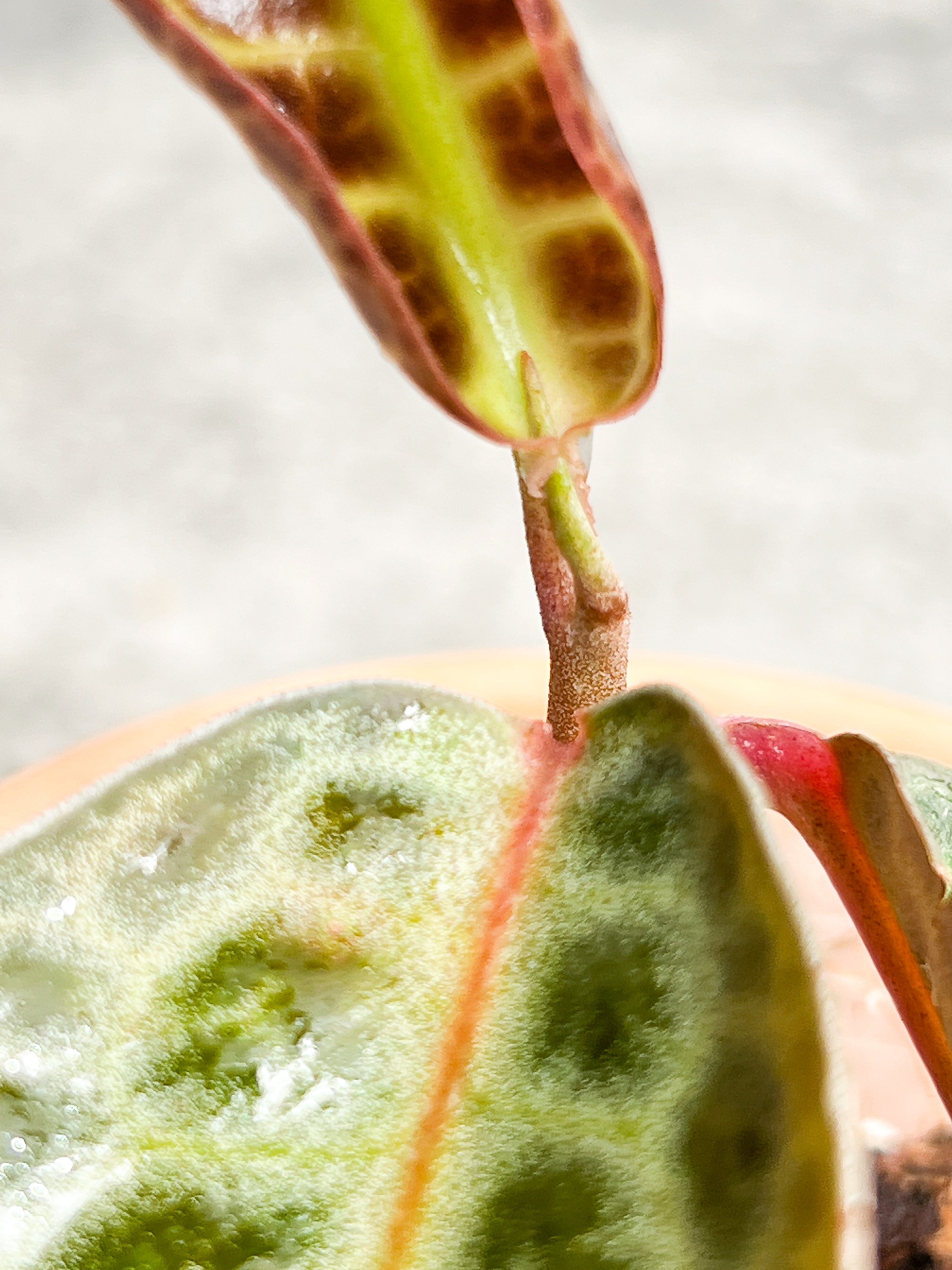 Labisia Turtle Back 3 leaves