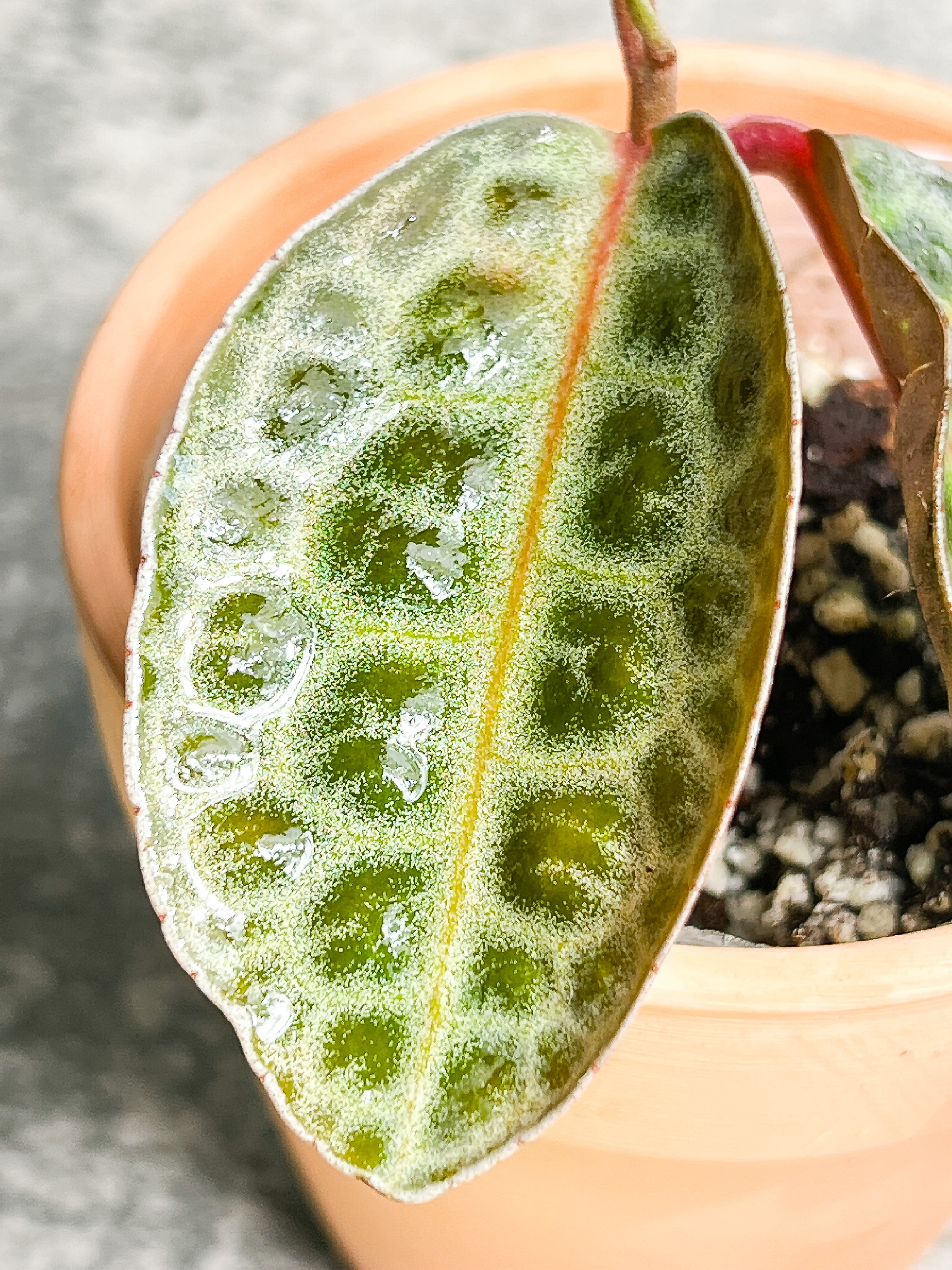 Labisia Turtle Back 3 leaves
