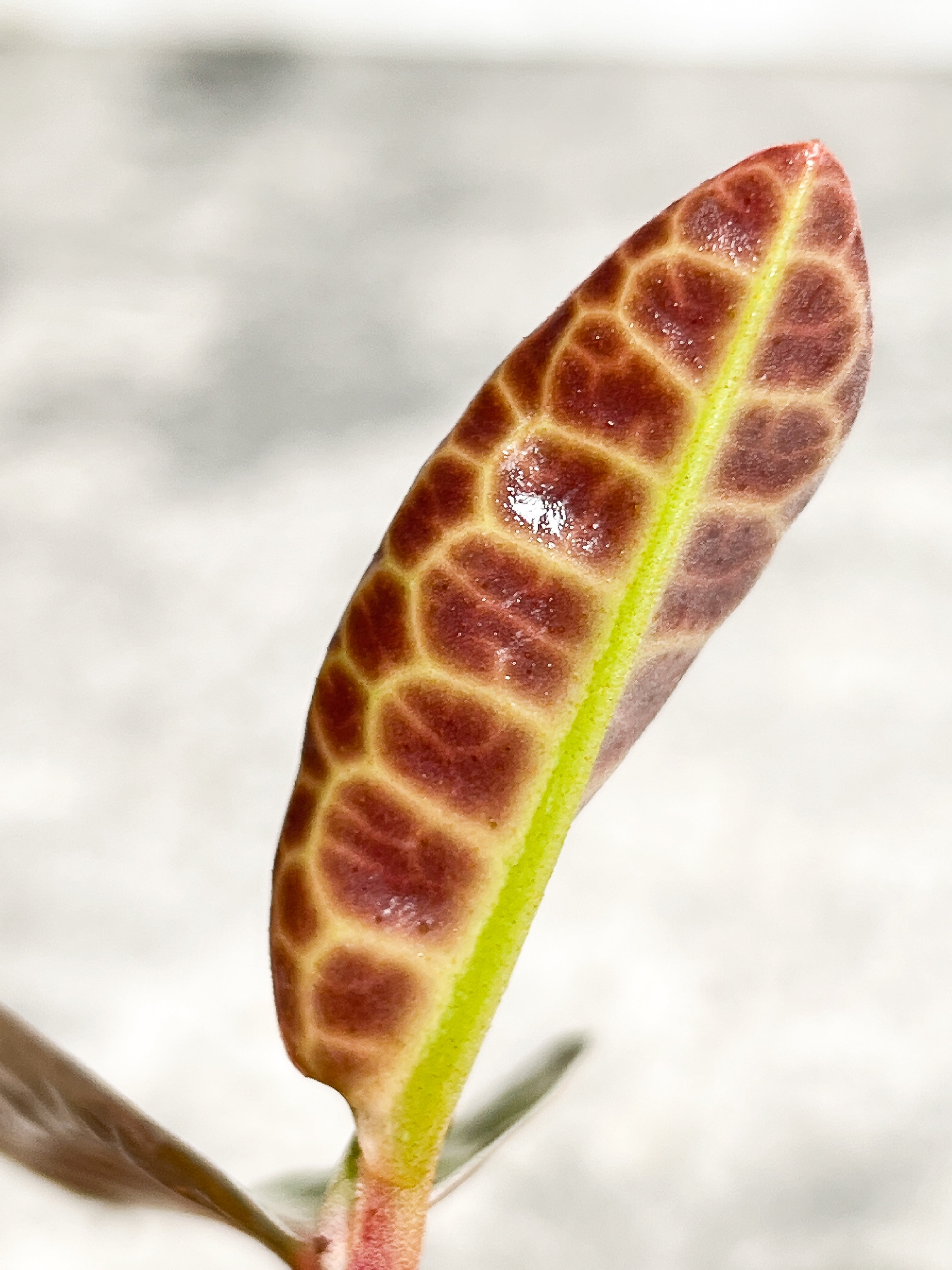 Labisia Turtle Back 3 leaves
