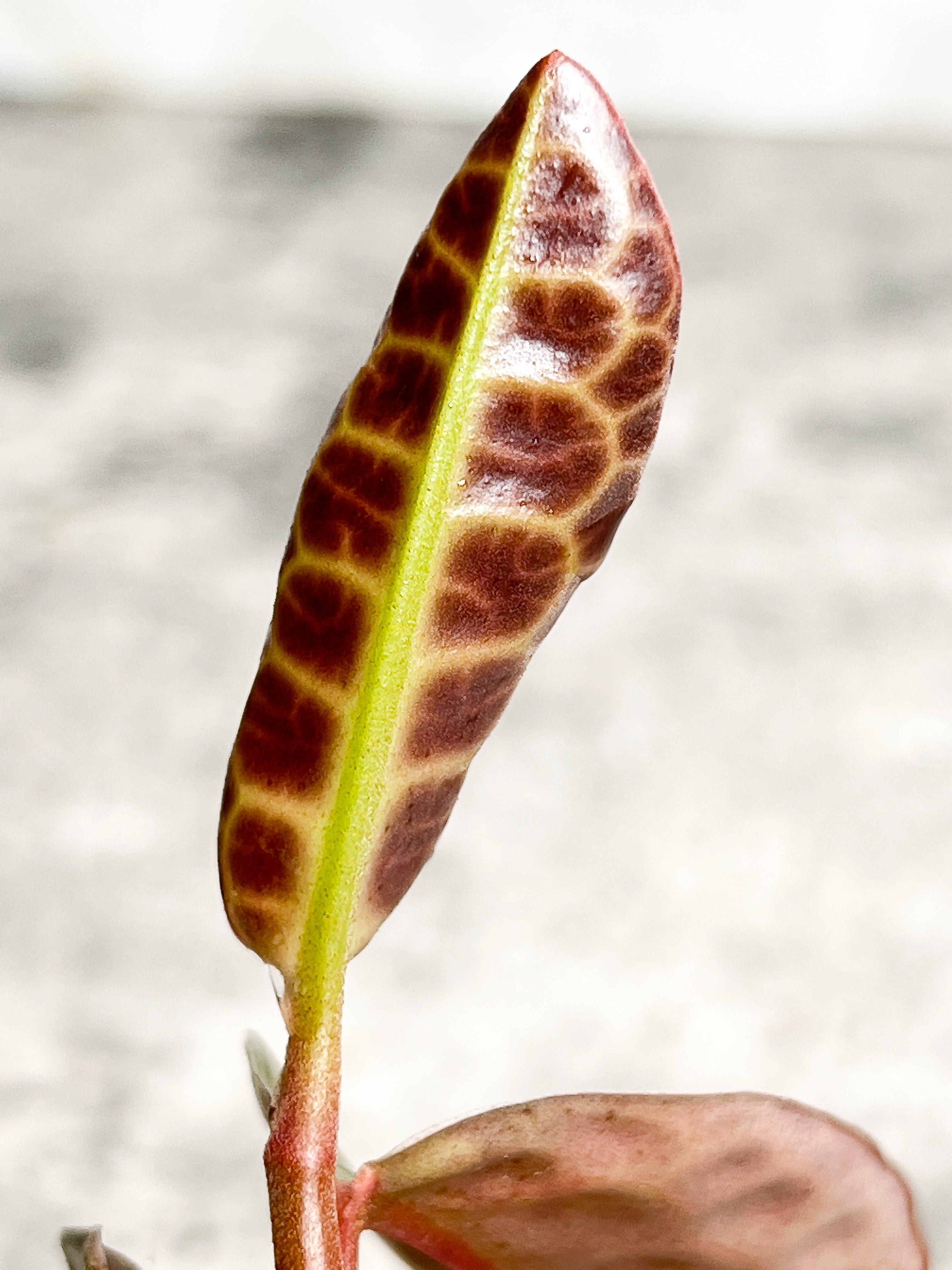 Labisia Turtle Back 3 leaves