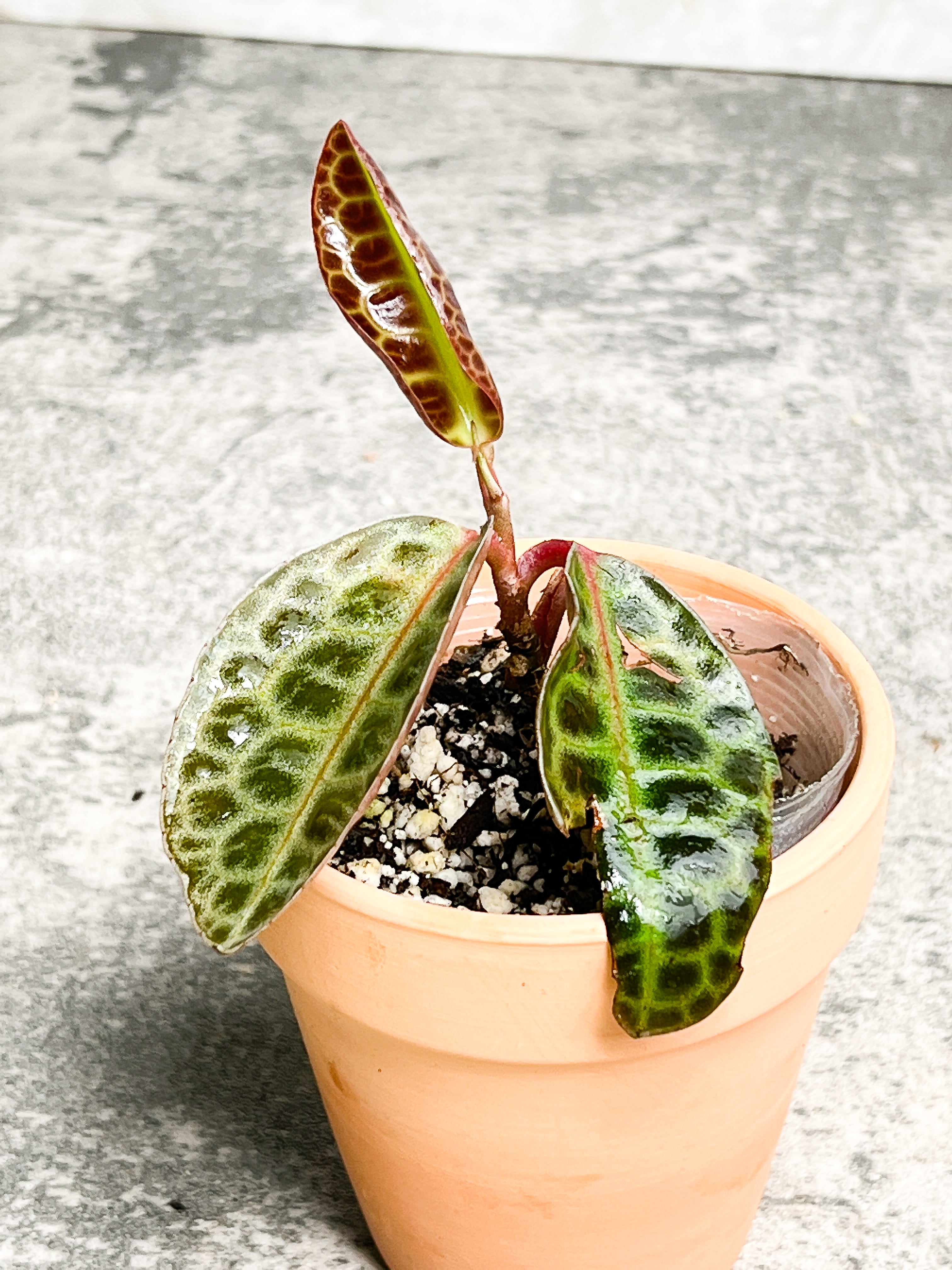 Labisia Turtle Back 3 leaves