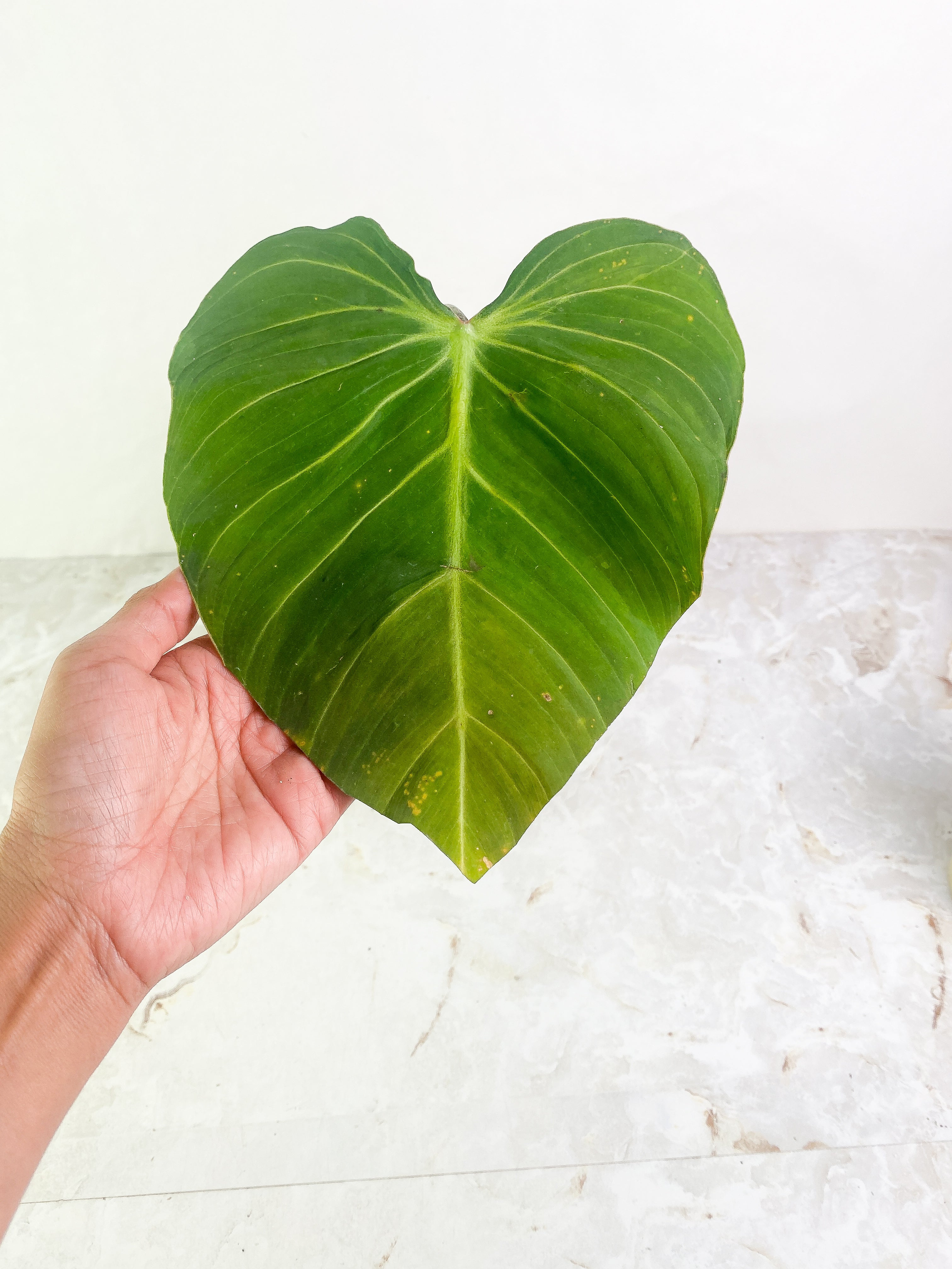 Philodendron Glorious 1 leaf rooted