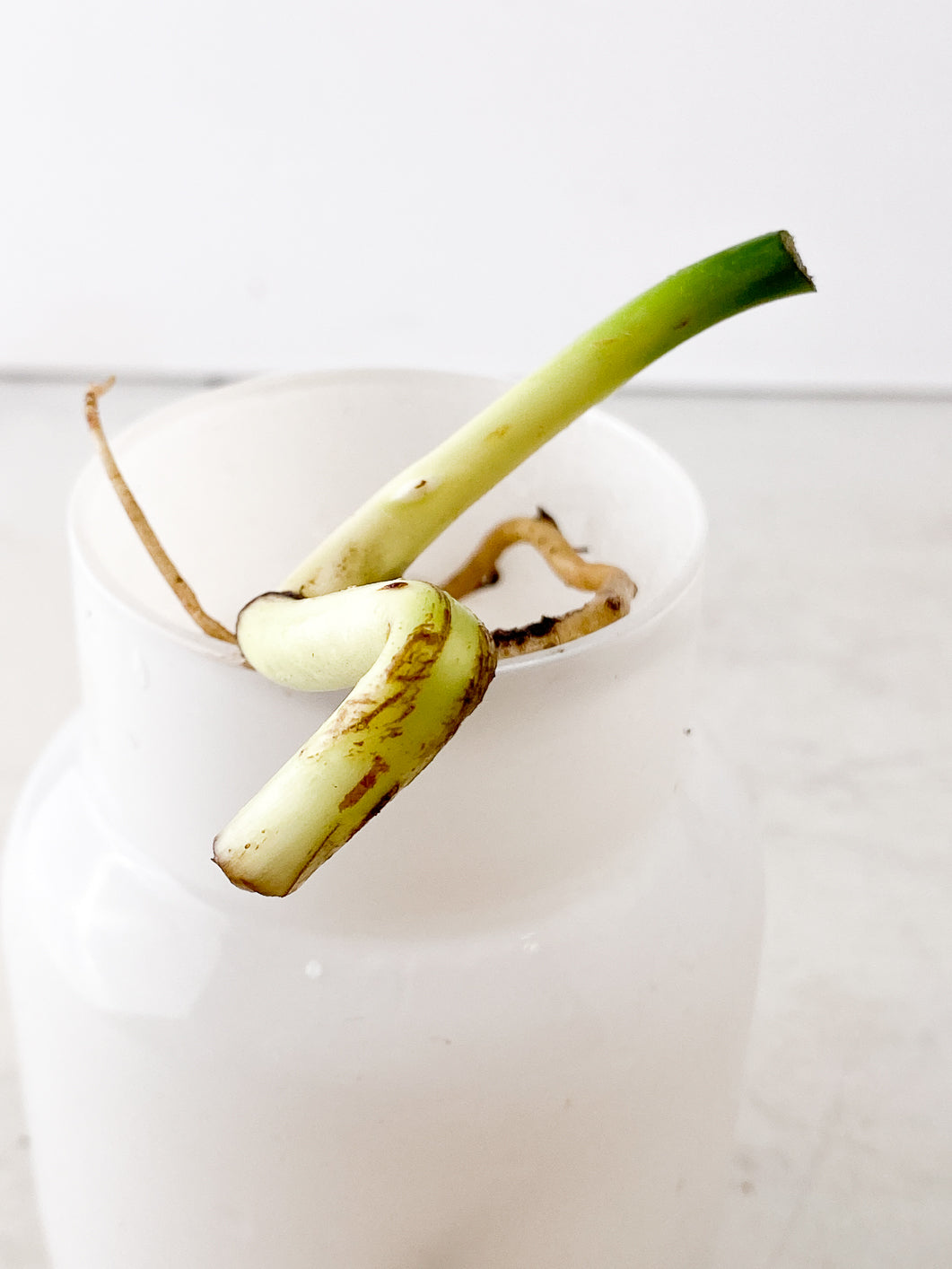 Monstera Aurea double node rooting
