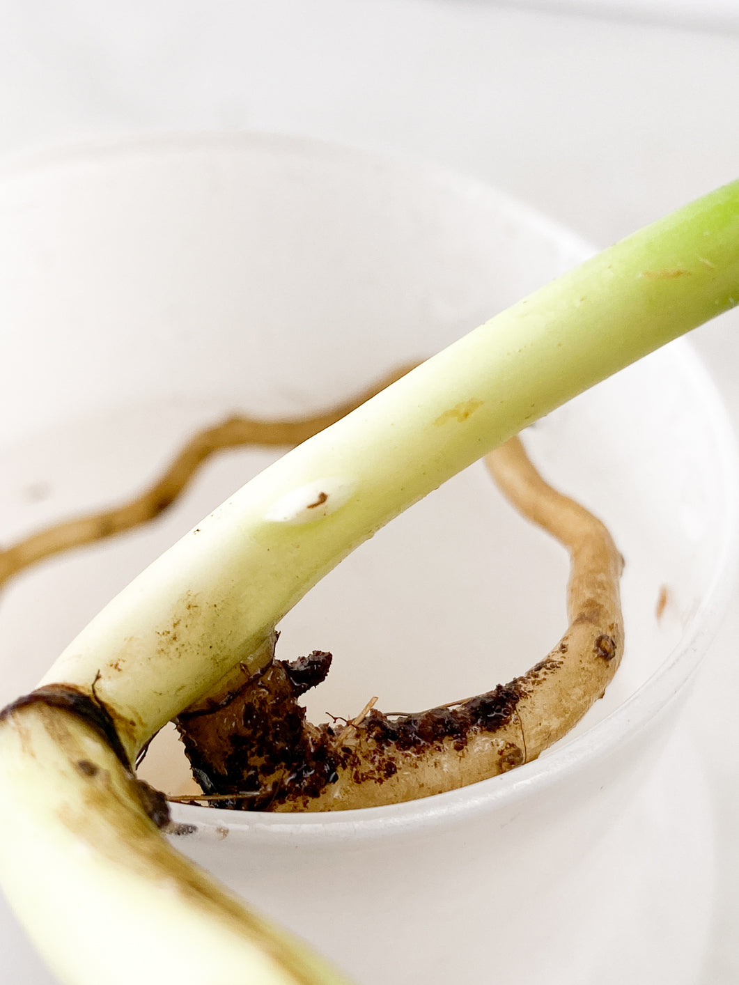 Monstera Aurea double node rooting